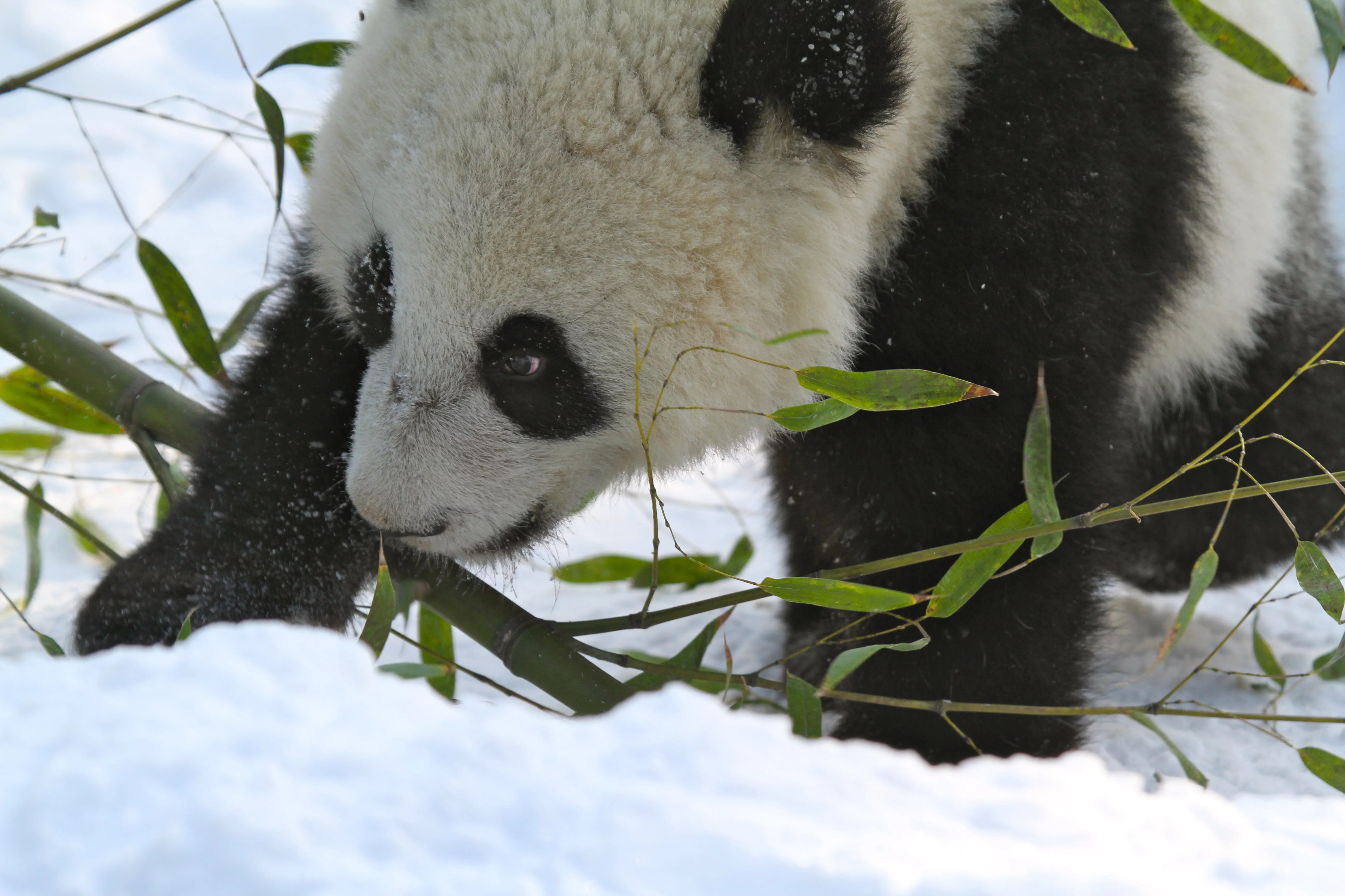 Tiergarten Schönbrunn