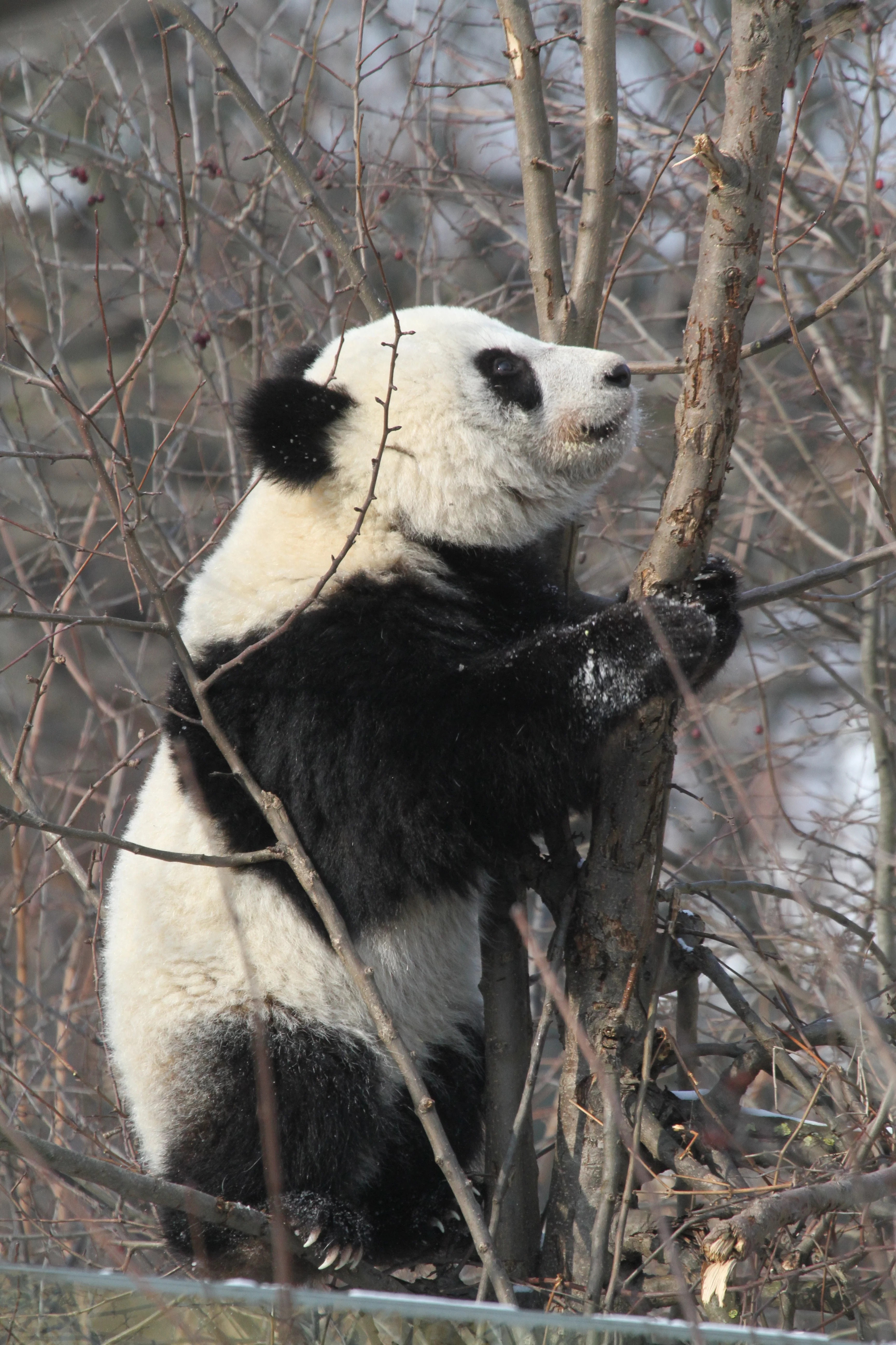 Tiergarten Schönbrunn