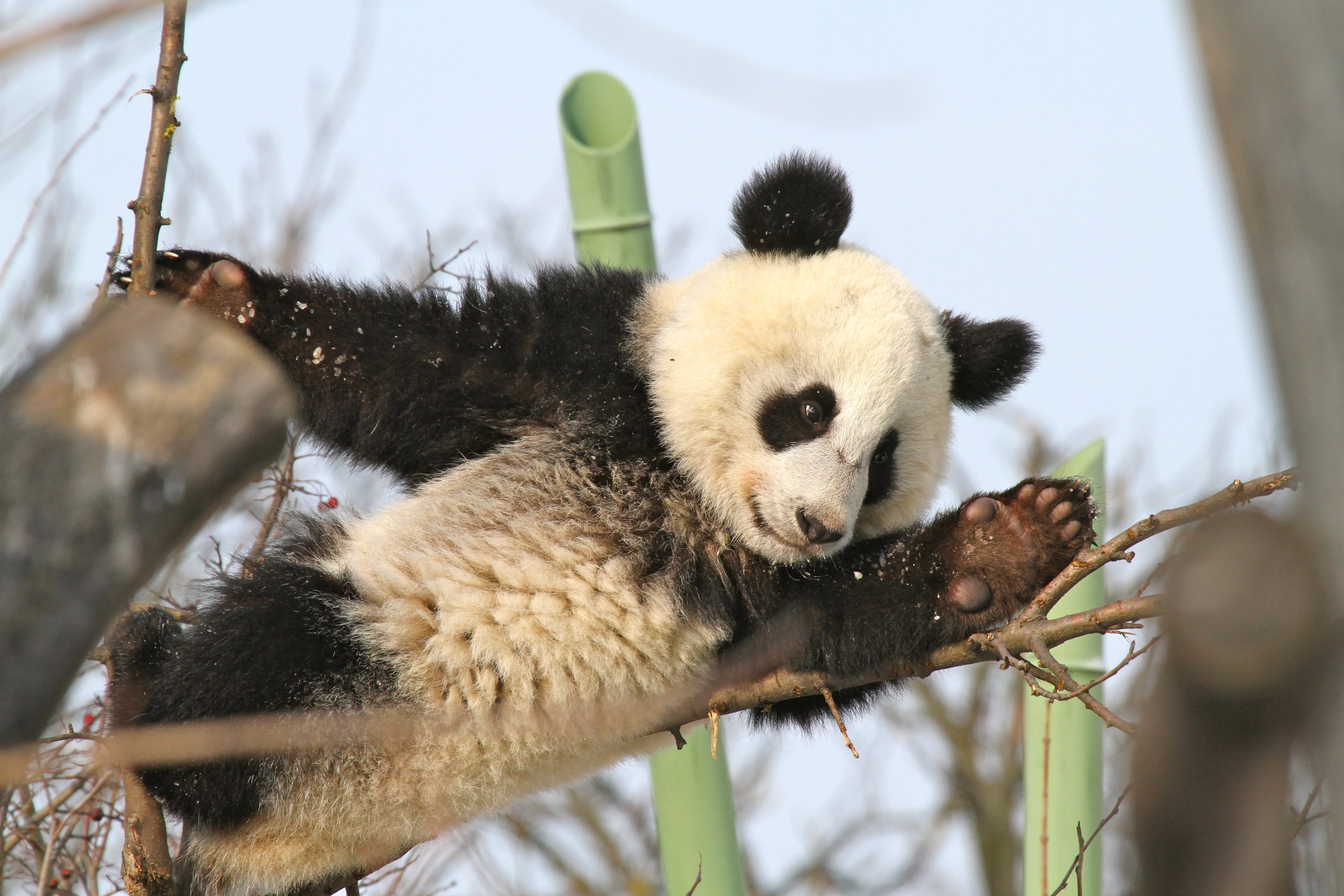Tiergarten Schönbrunn