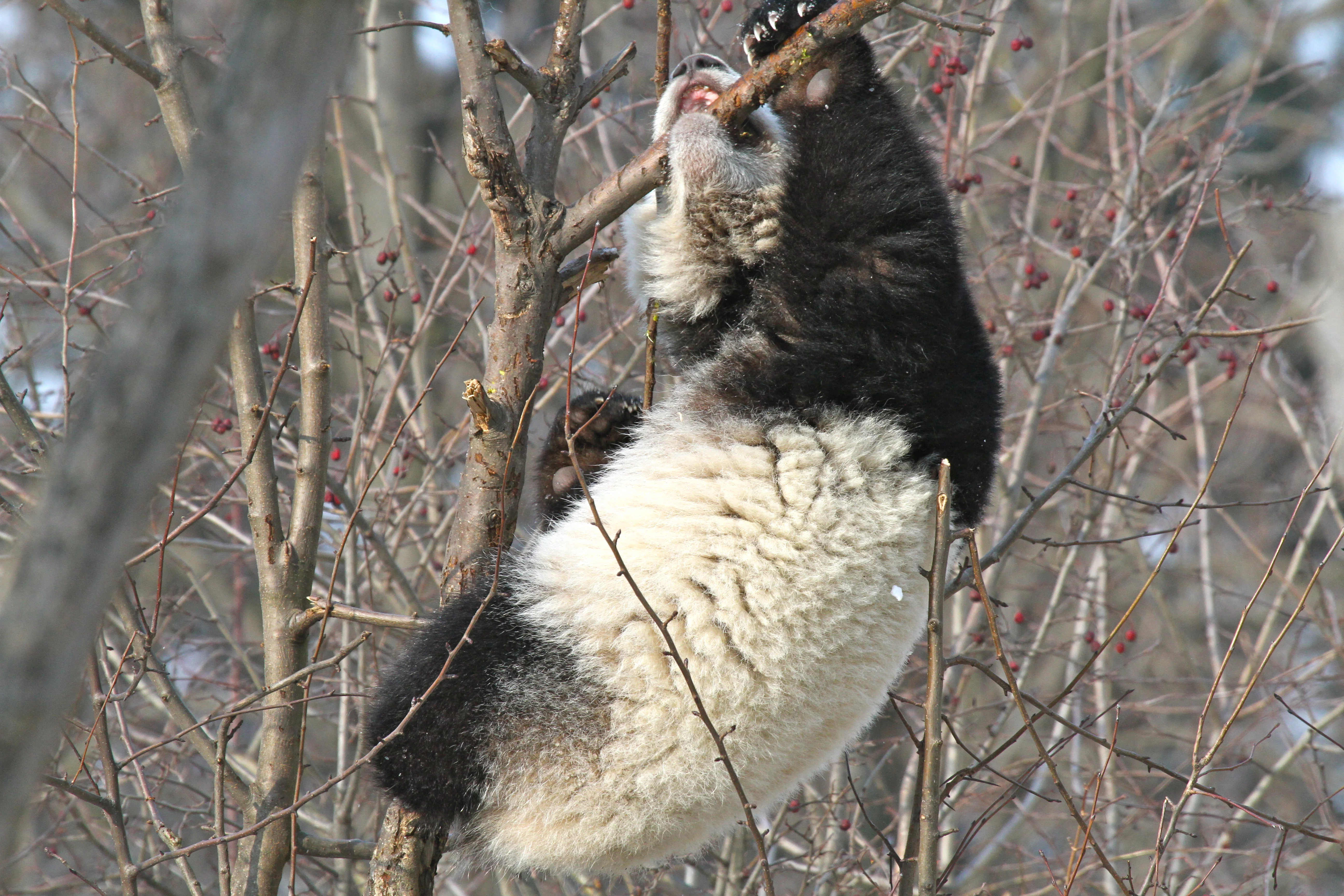 Tiergarten Schönbrunn