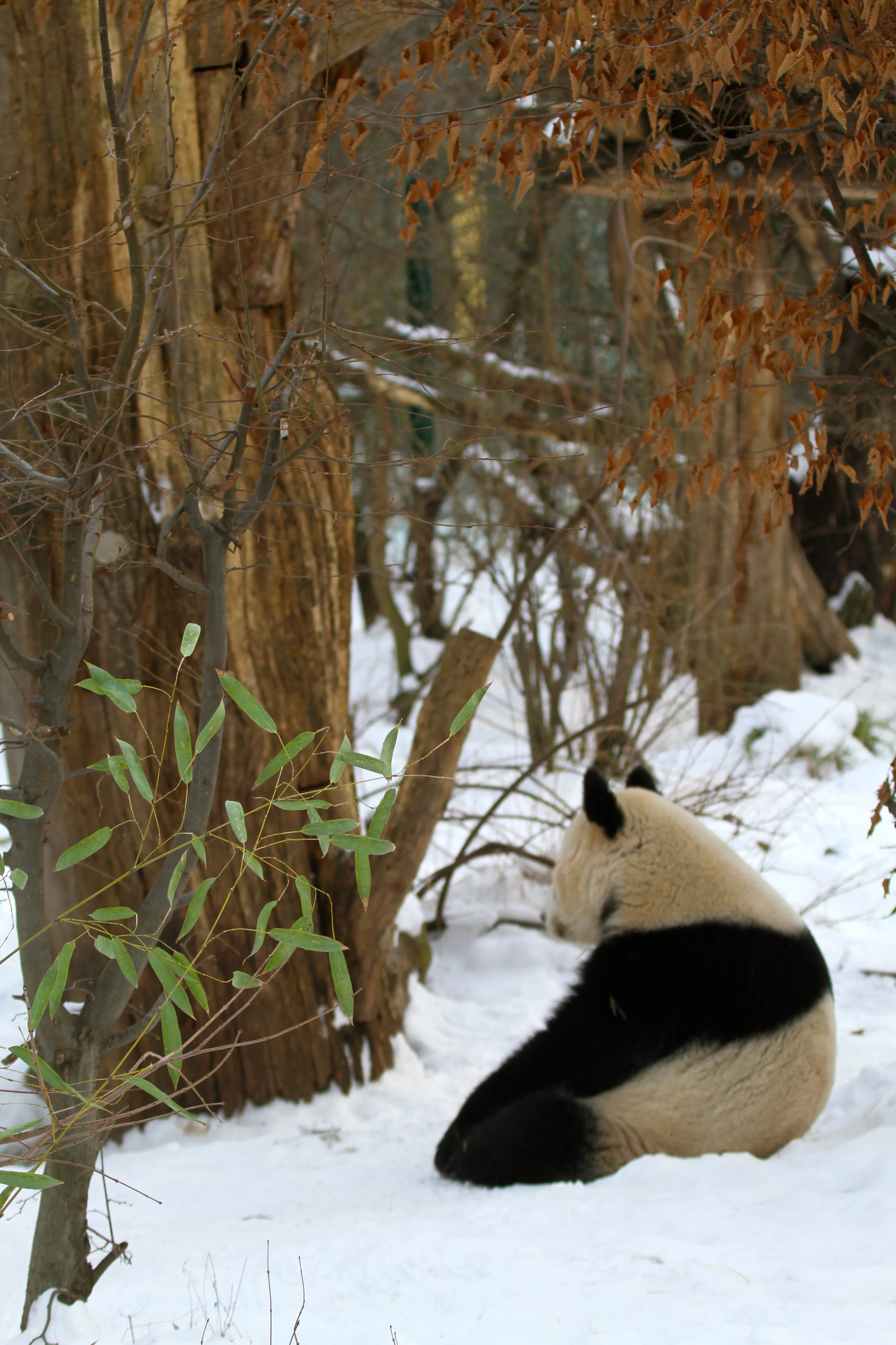 Tiergarten Schönbrunn
