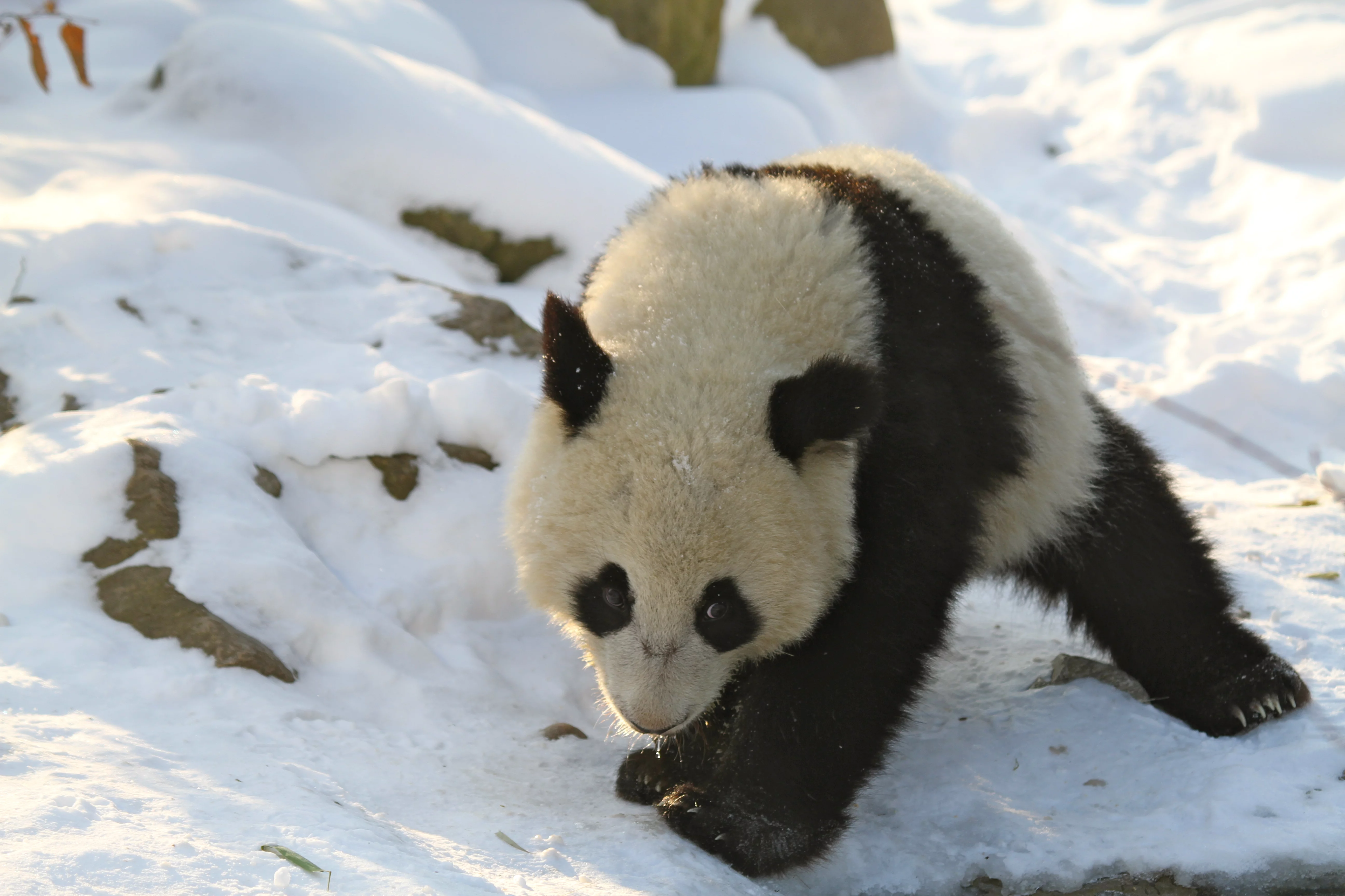 Tiergarten Schönbrunn