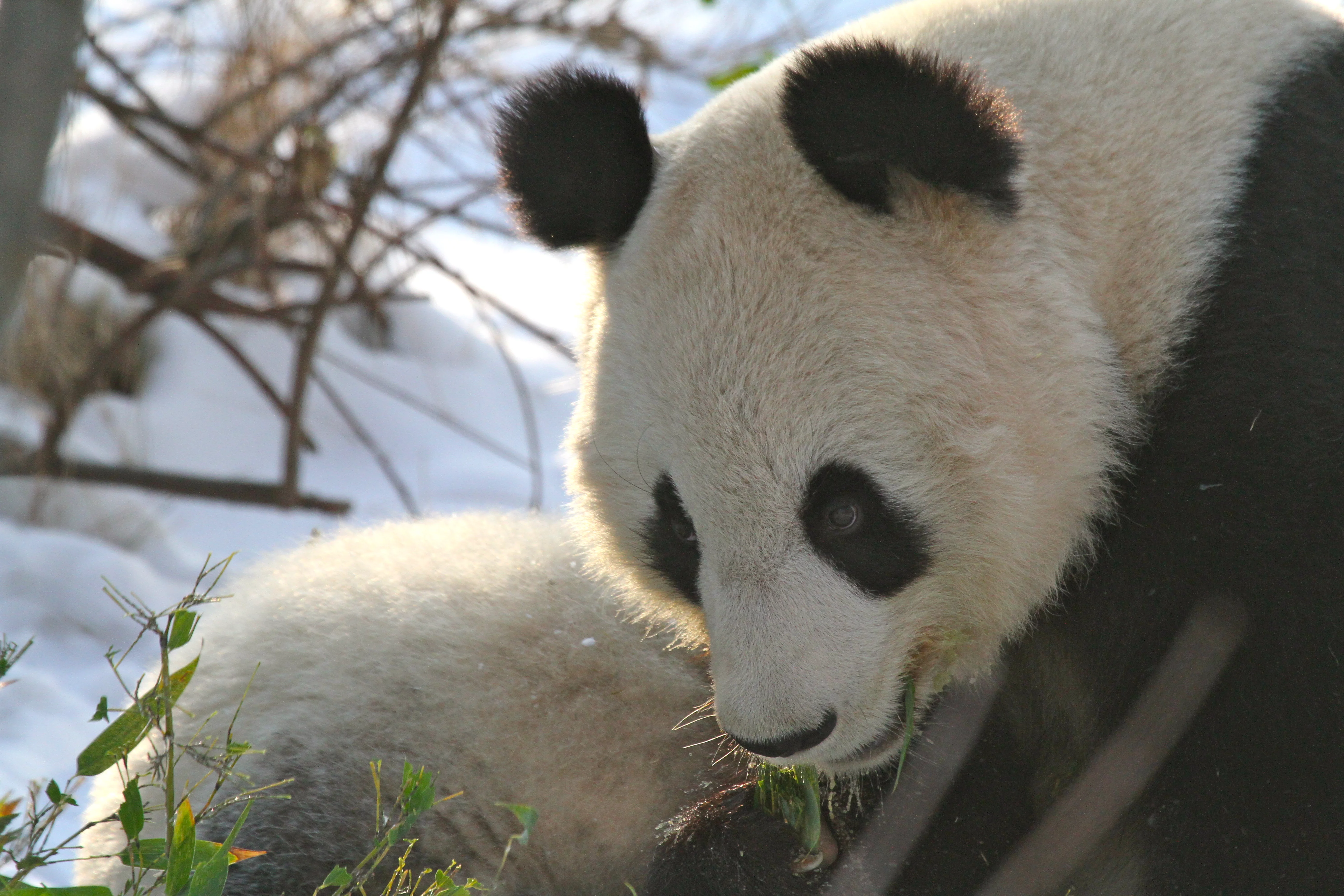 Tiergarten Schönbrunn