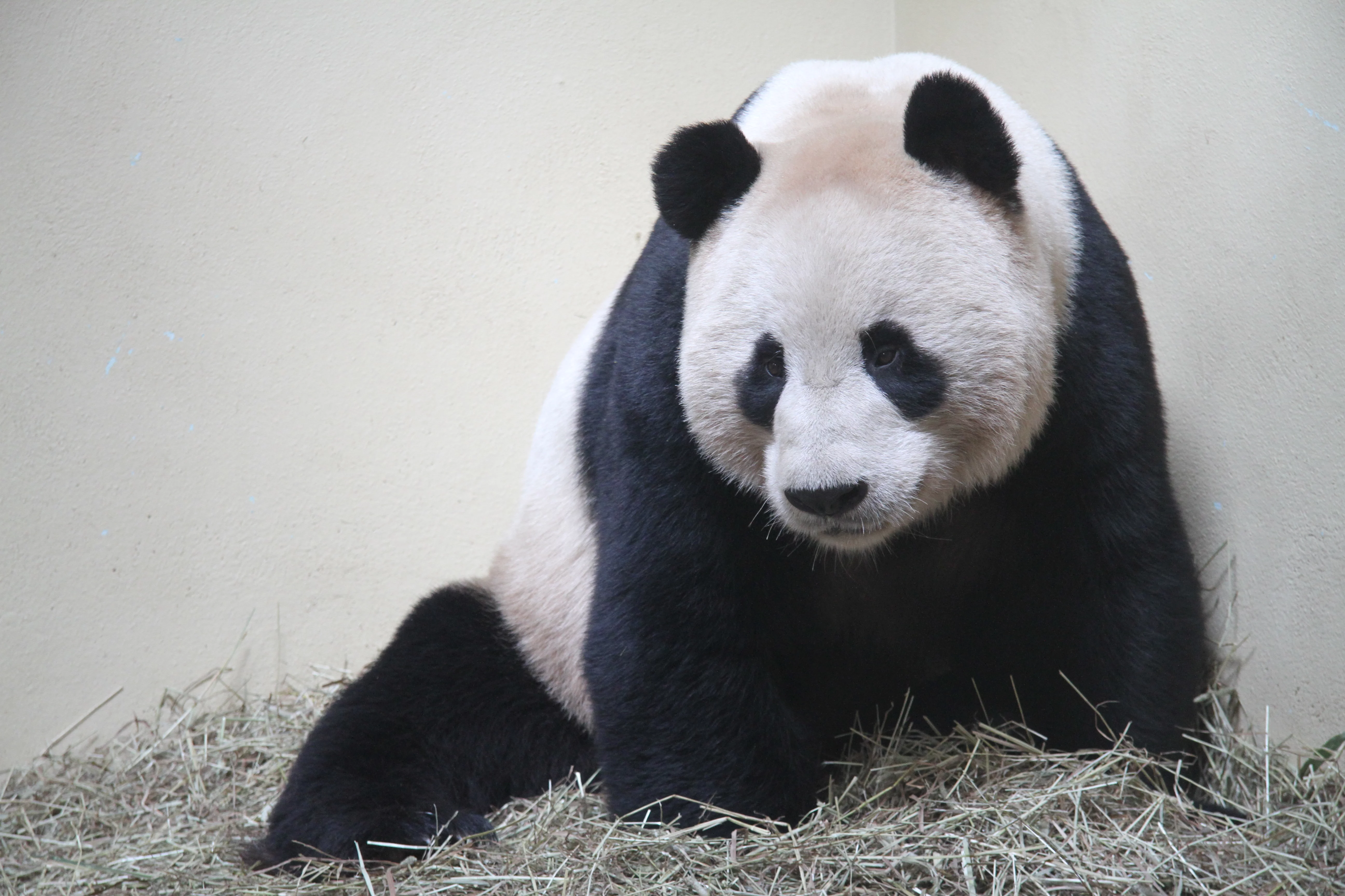 RZSS Edinburgh Zoo
