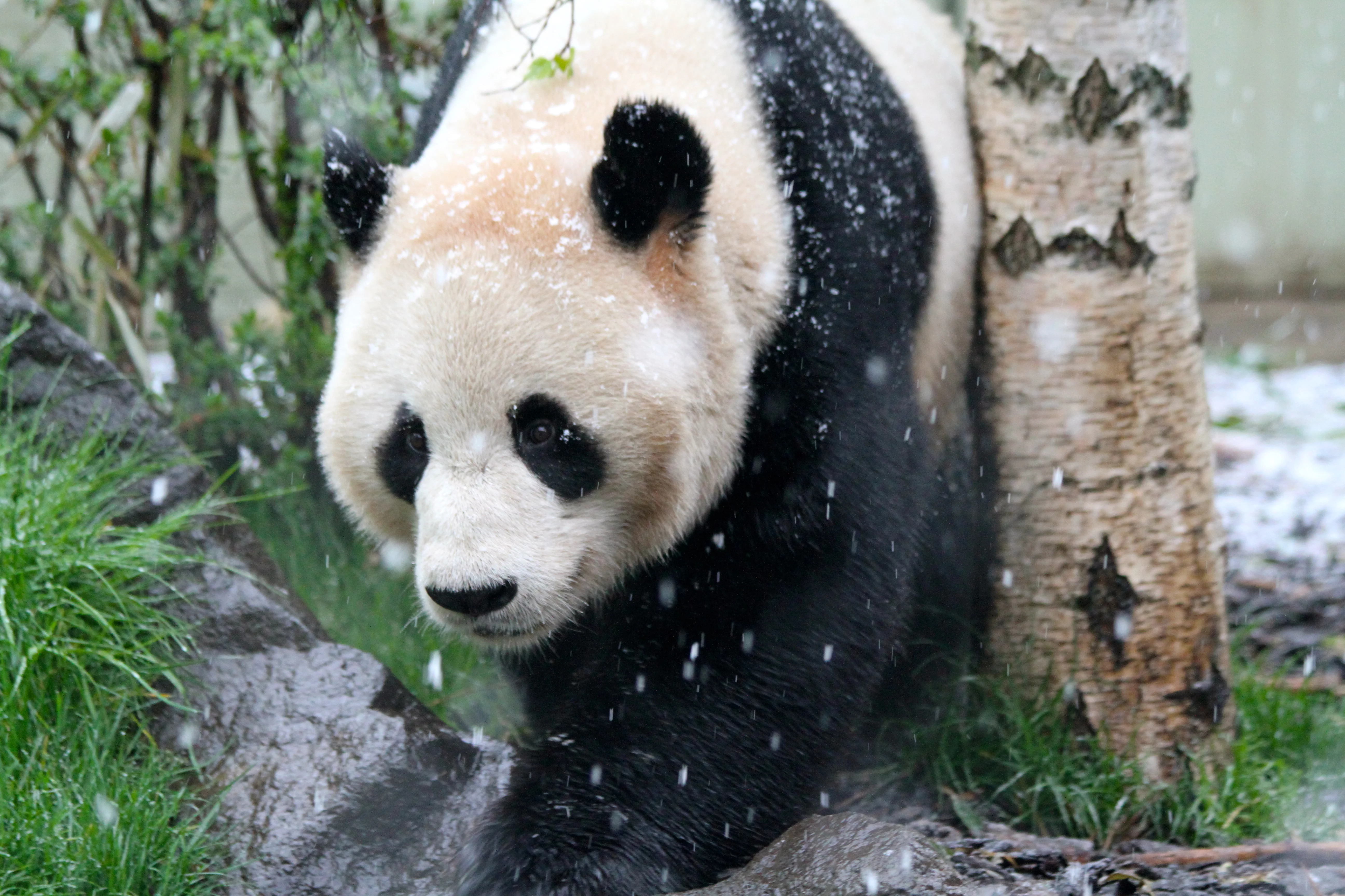 RZSS Edinburgh Zoo