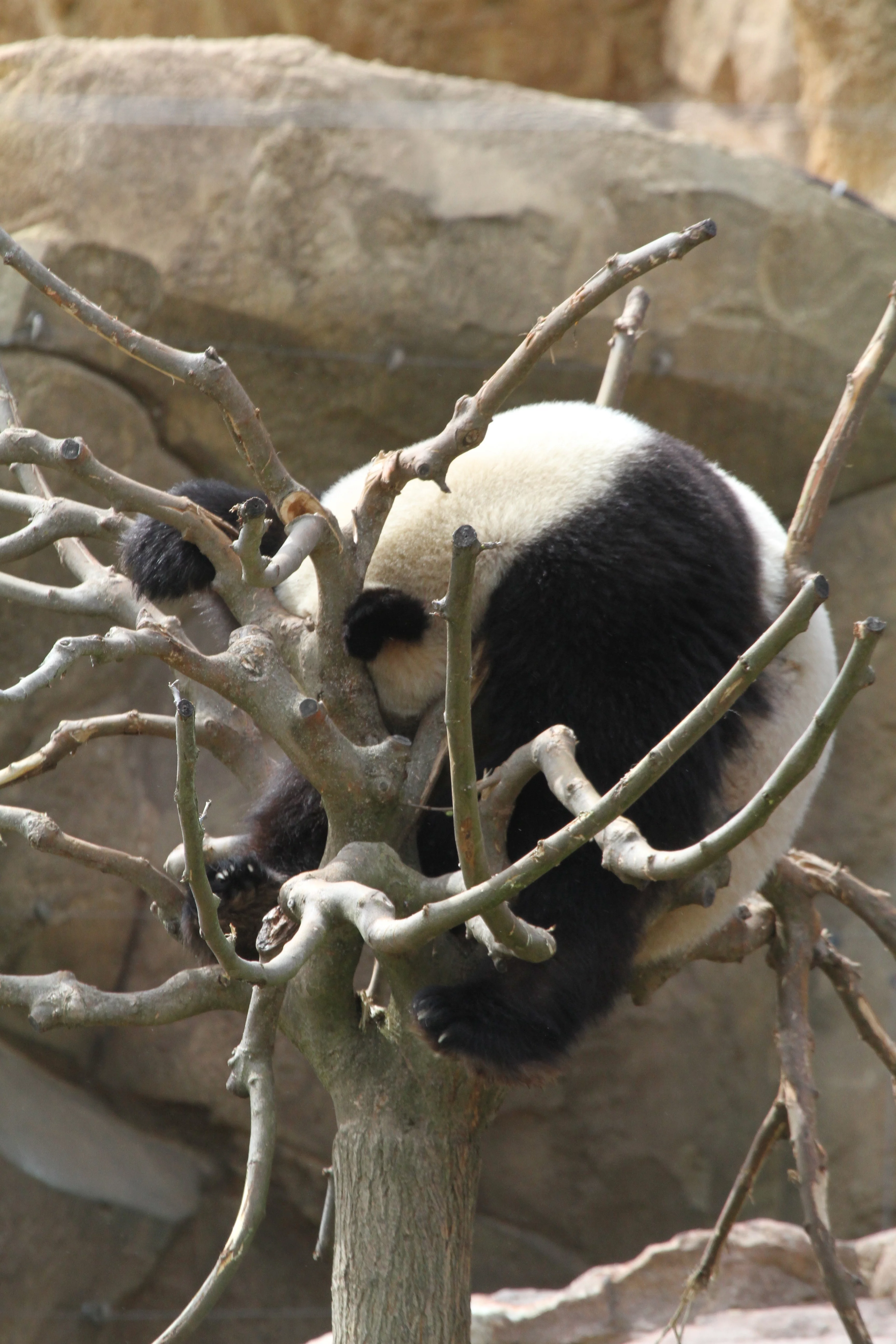 ZooParc de Beauval