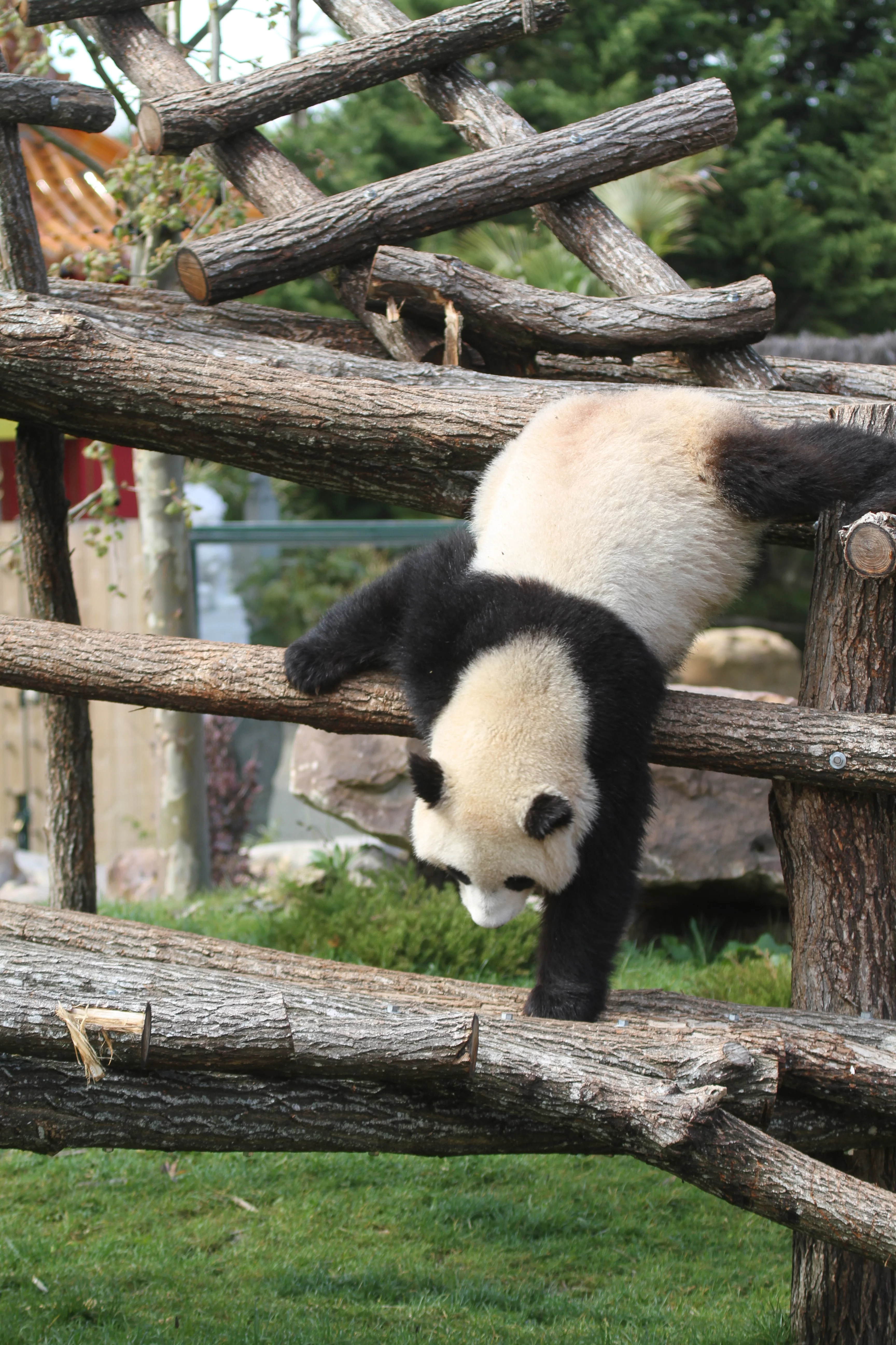 ZooParc de Beauval