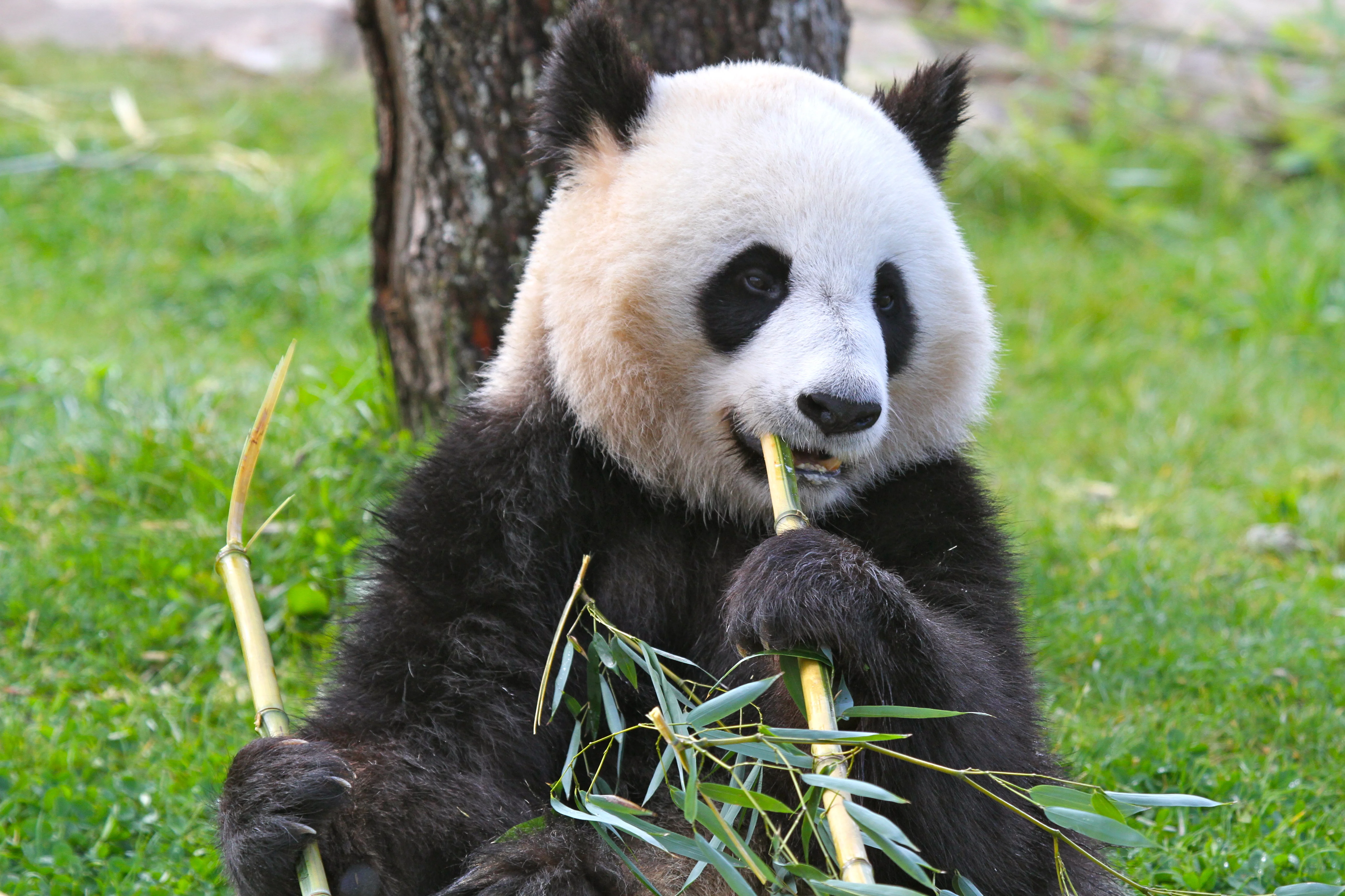 ZooParc de Beauval
