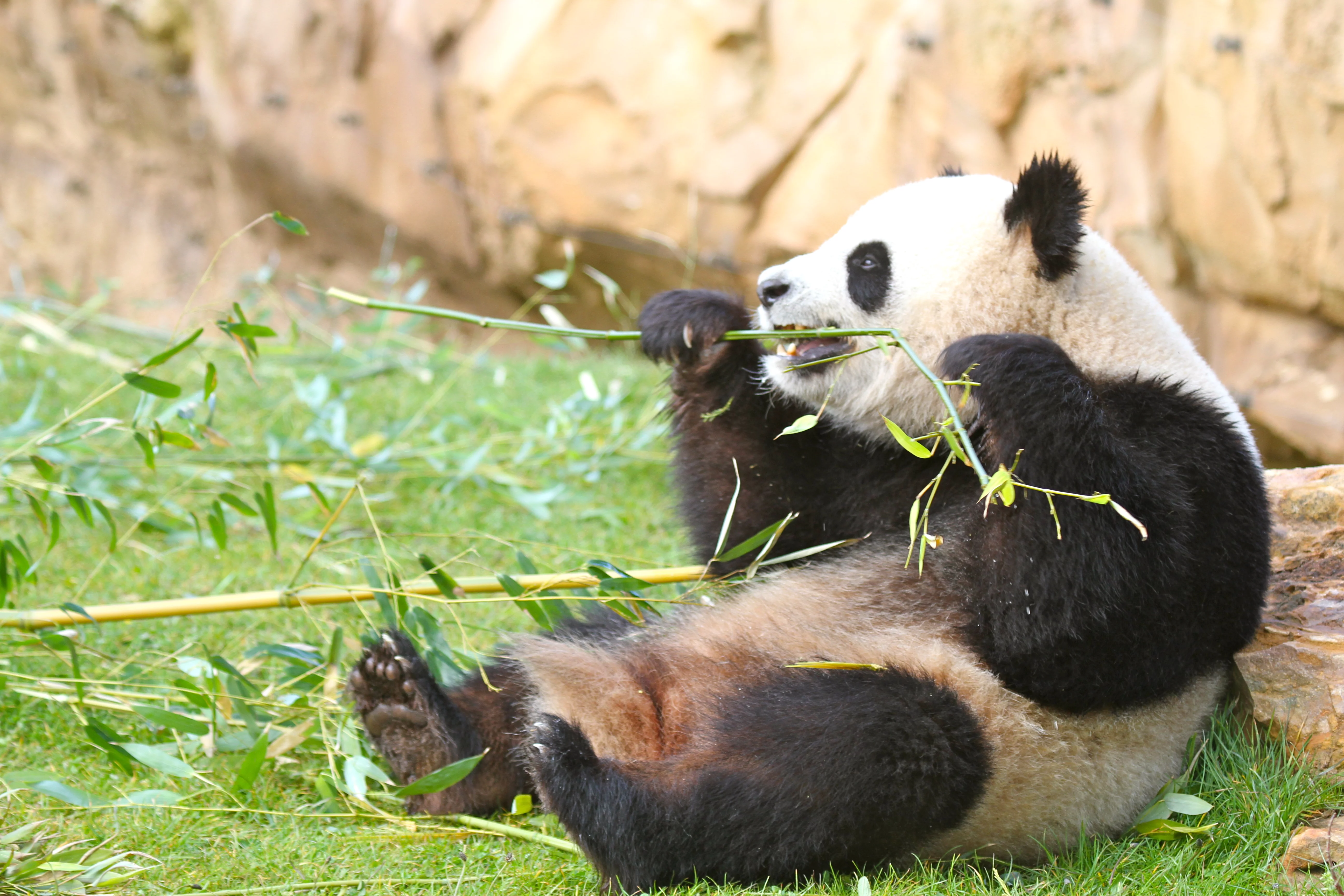ZooParc de Beauval