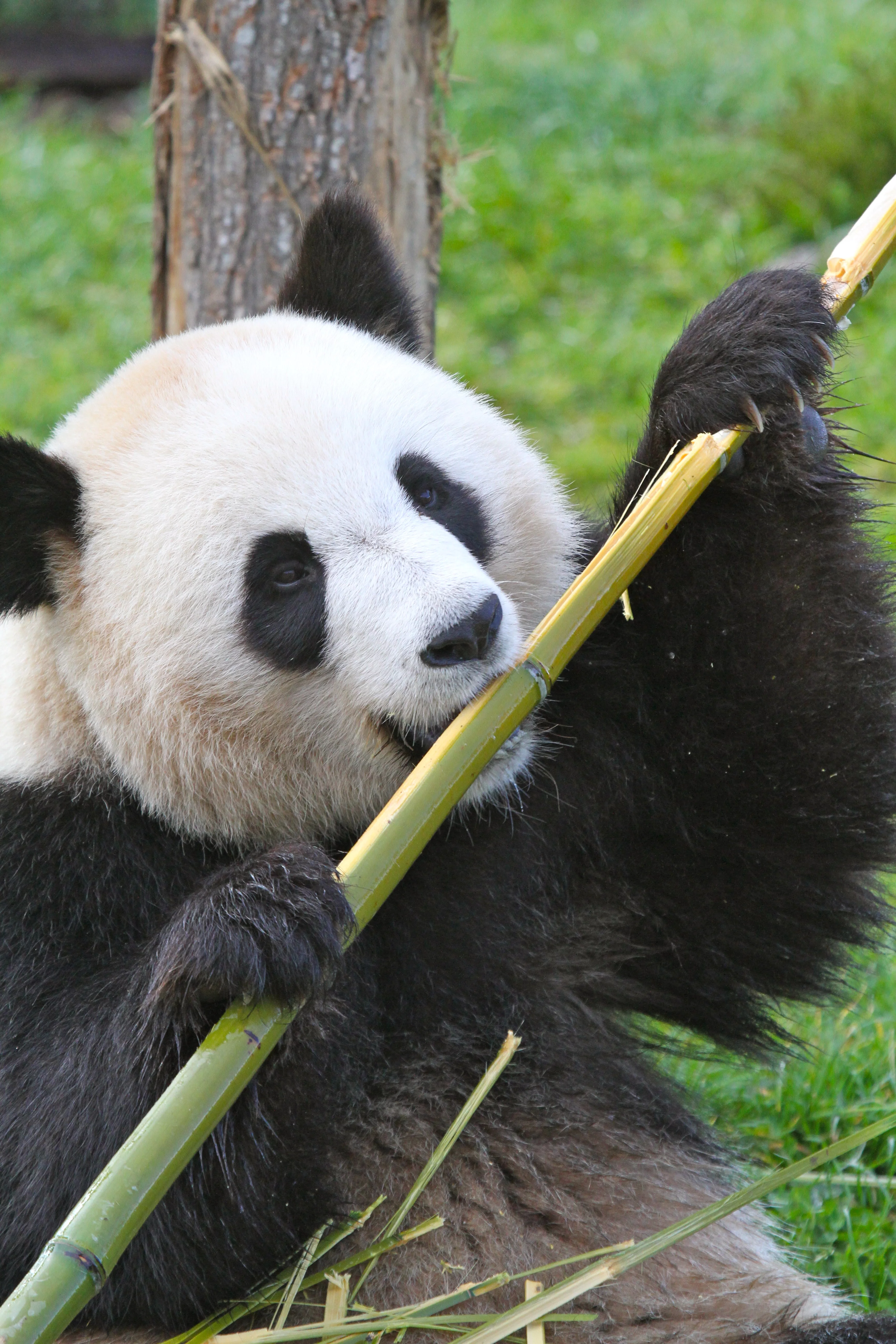 ZooParc de Beauval