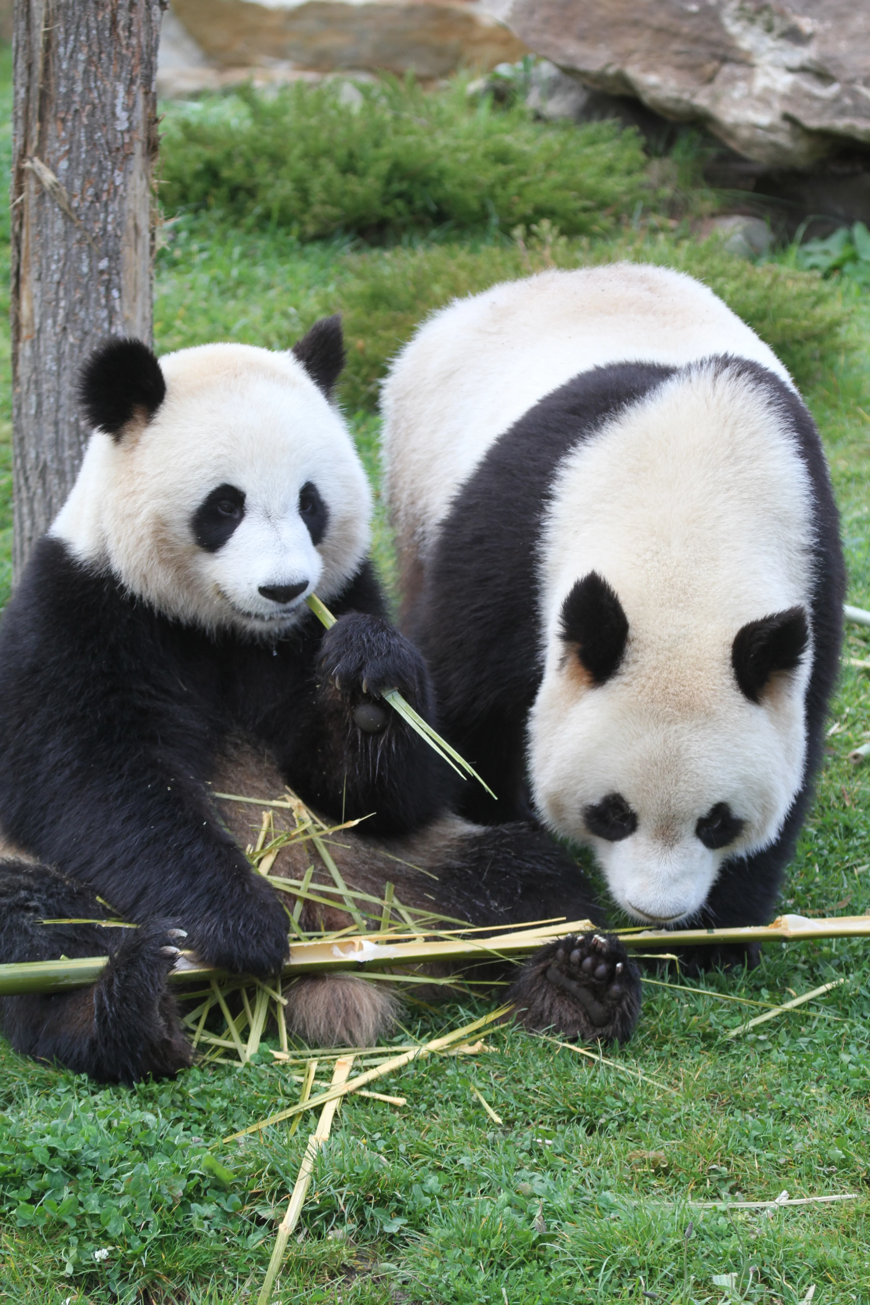 ZooParc de Beauval