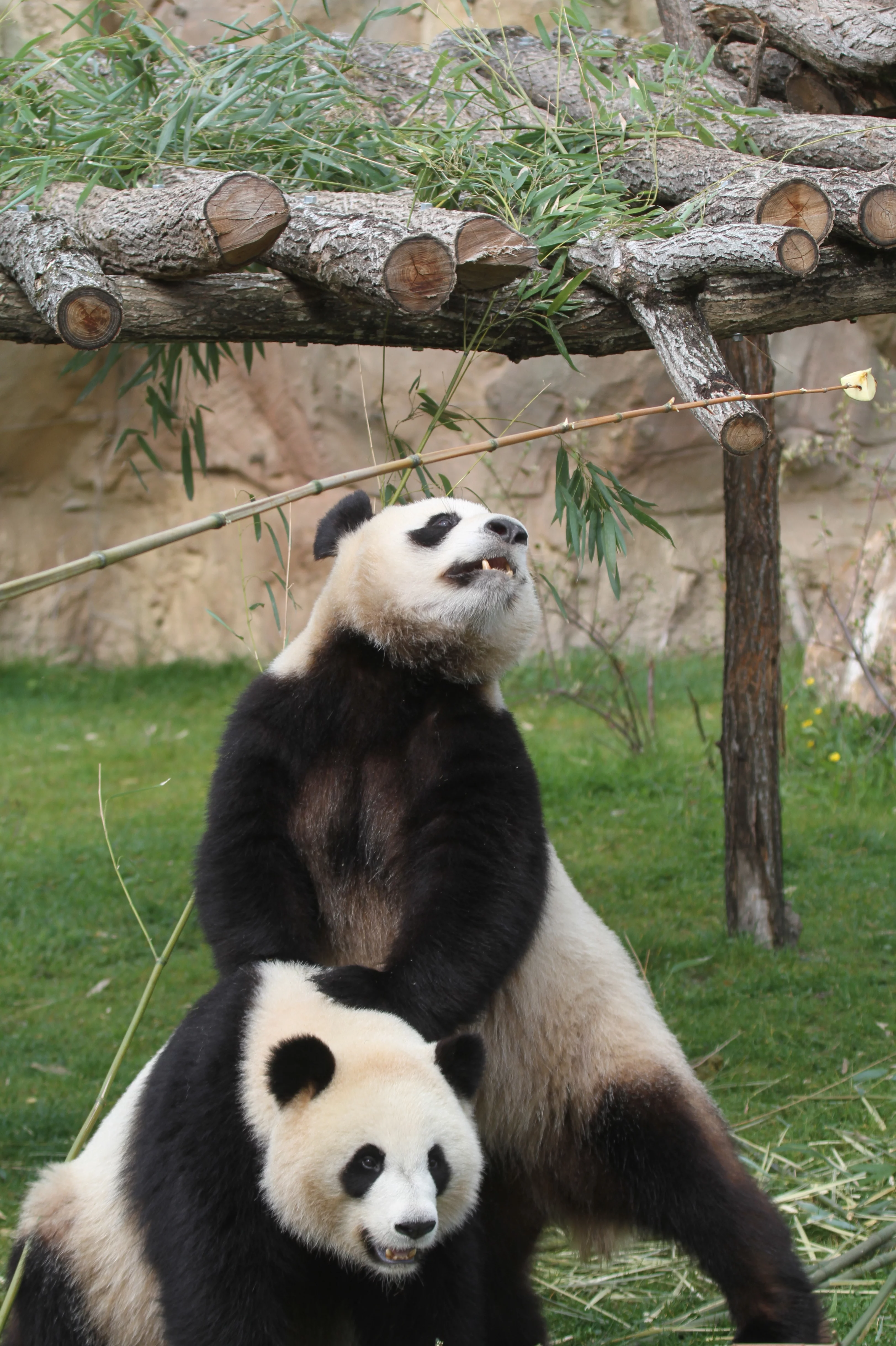 ZooParc de Beauval