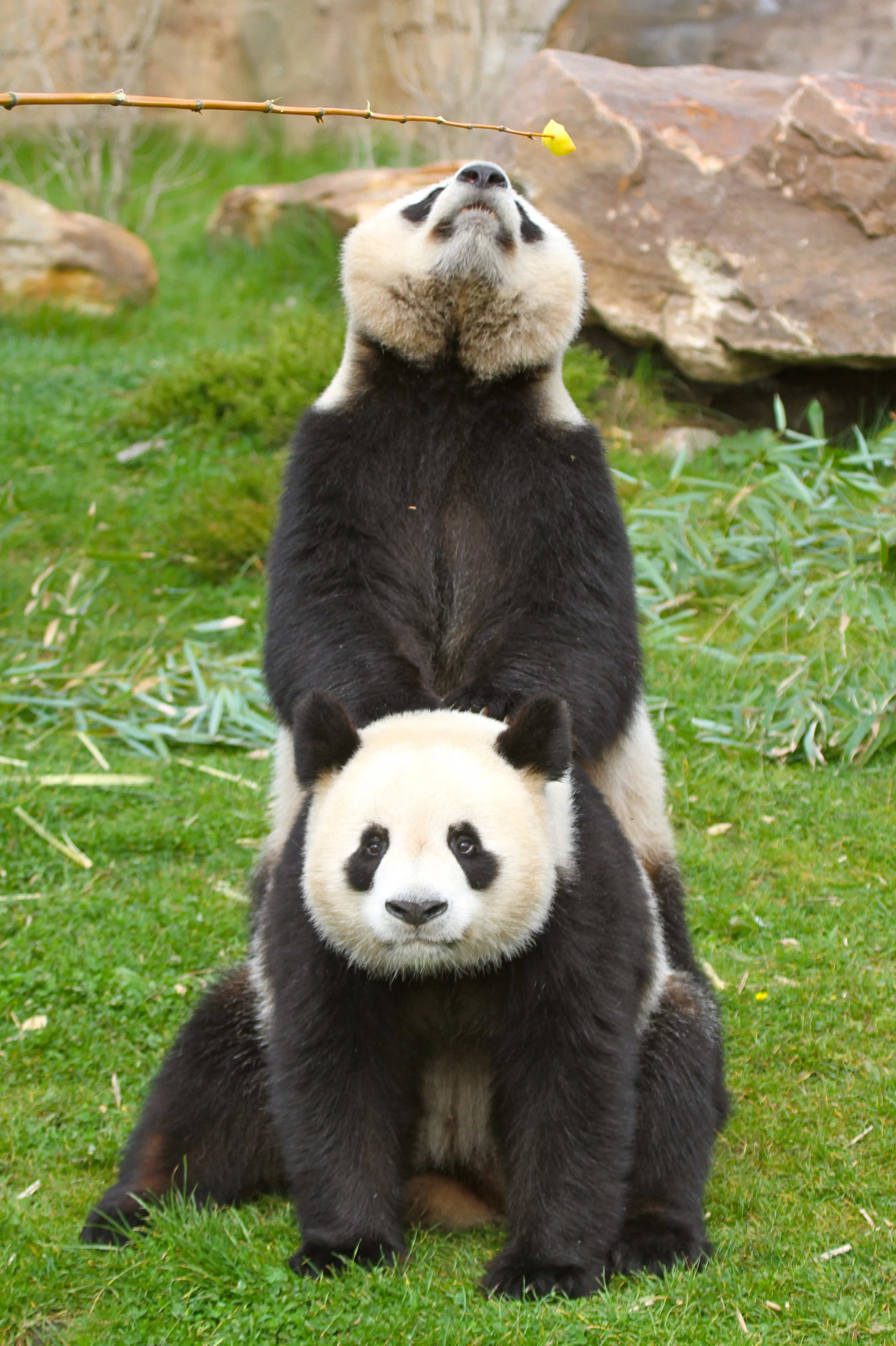ZooParc de Beauval