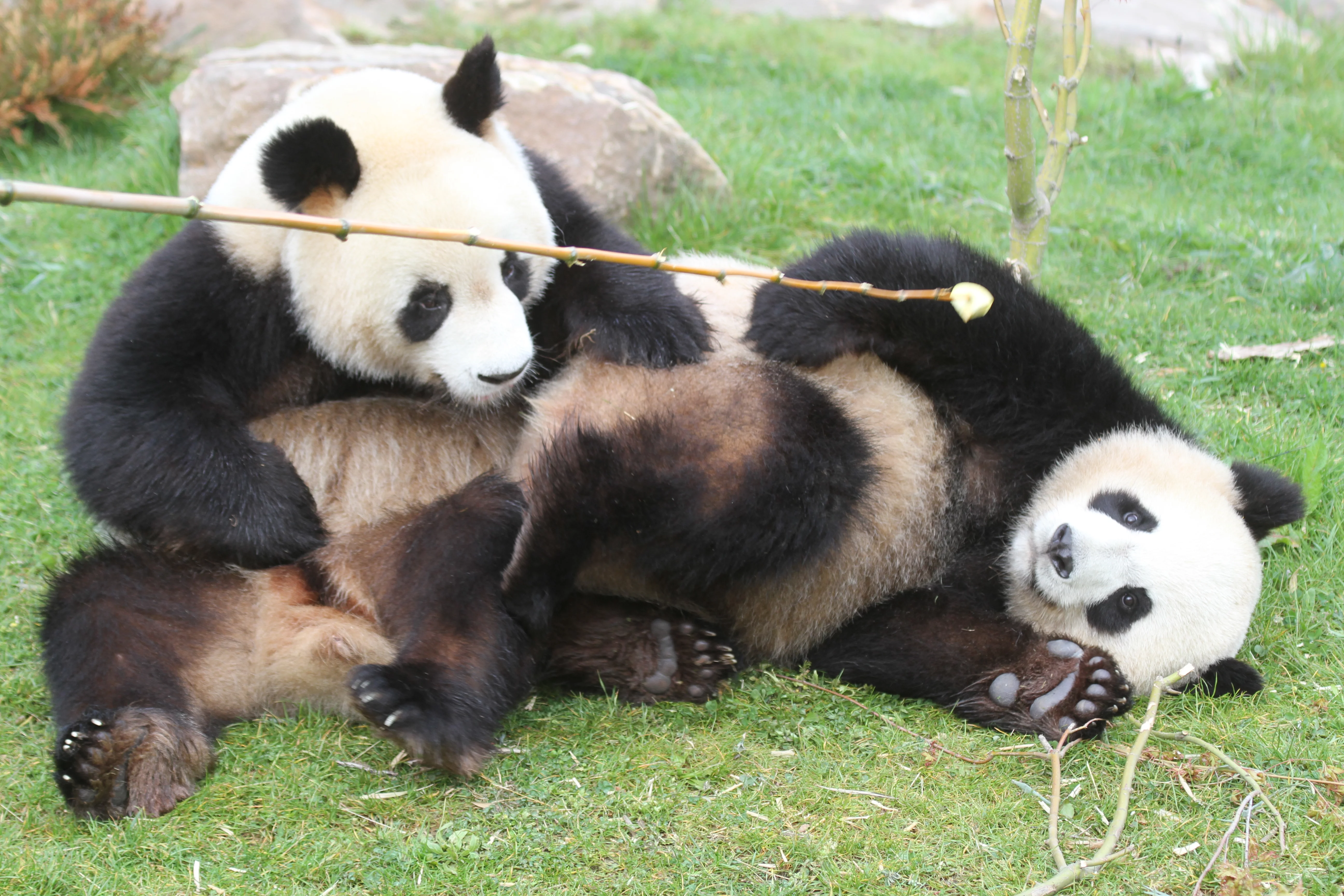 ZooParc de Beauval