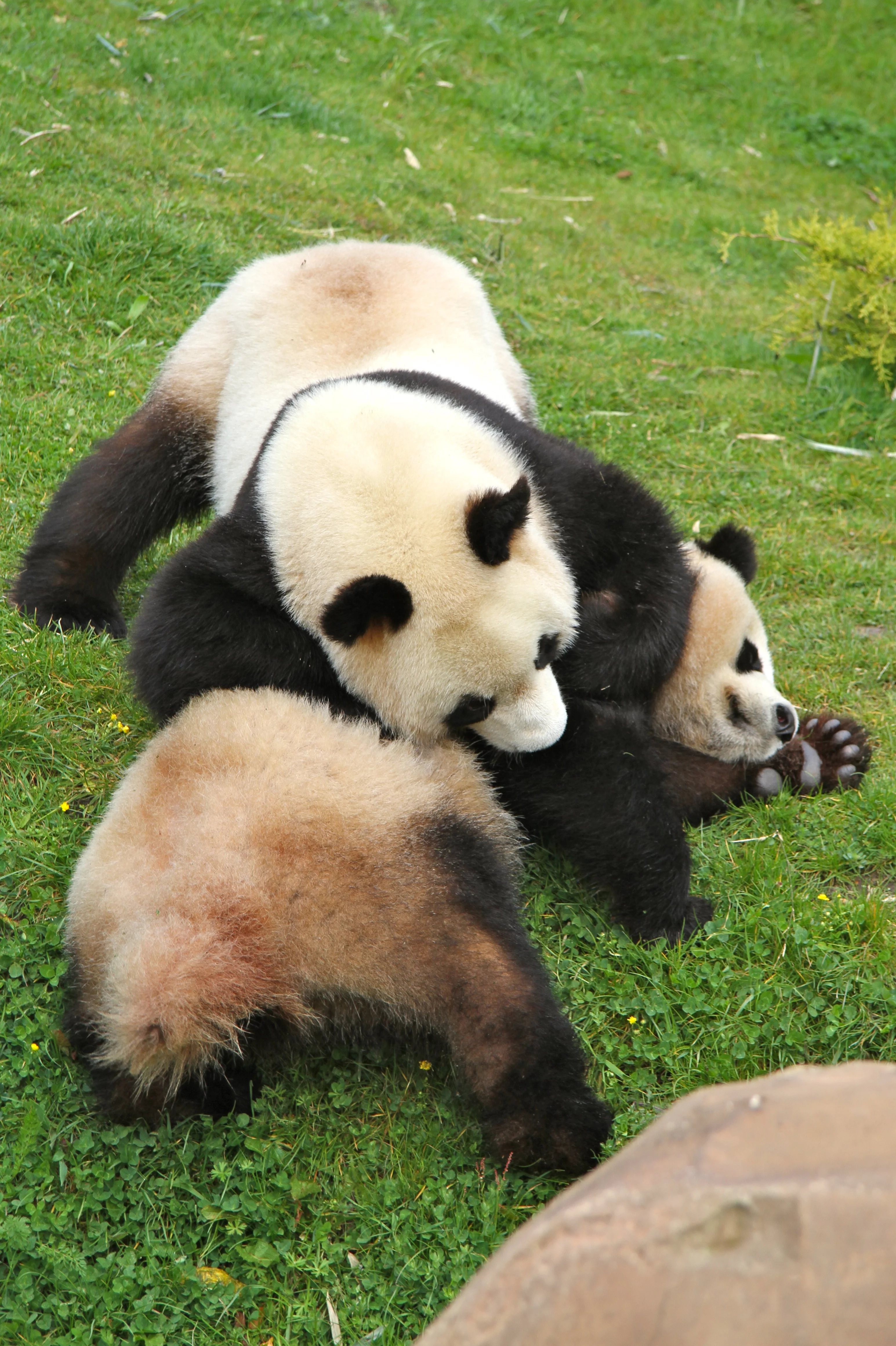 ZooParc de Beauval