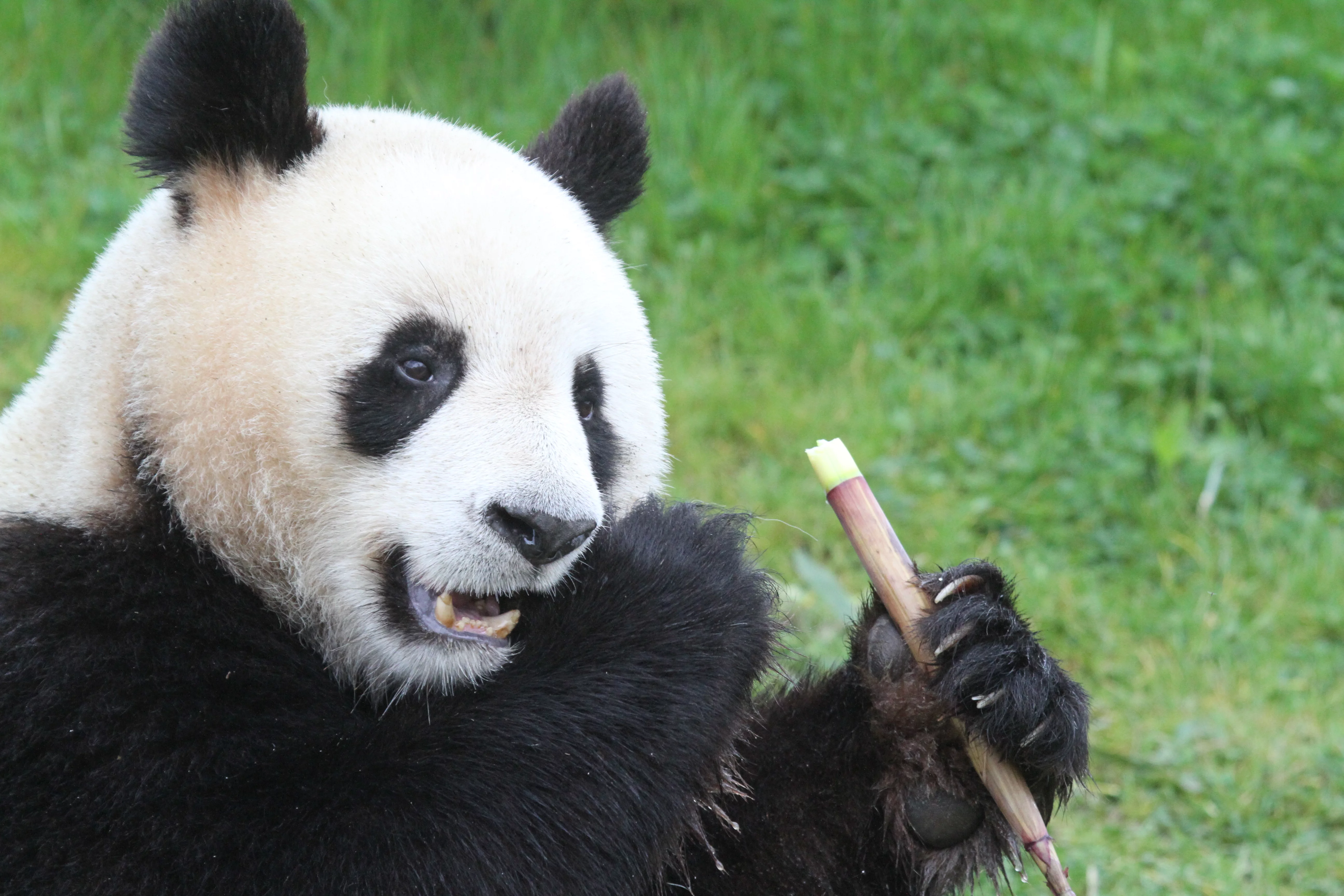 ZooParc de Beauval