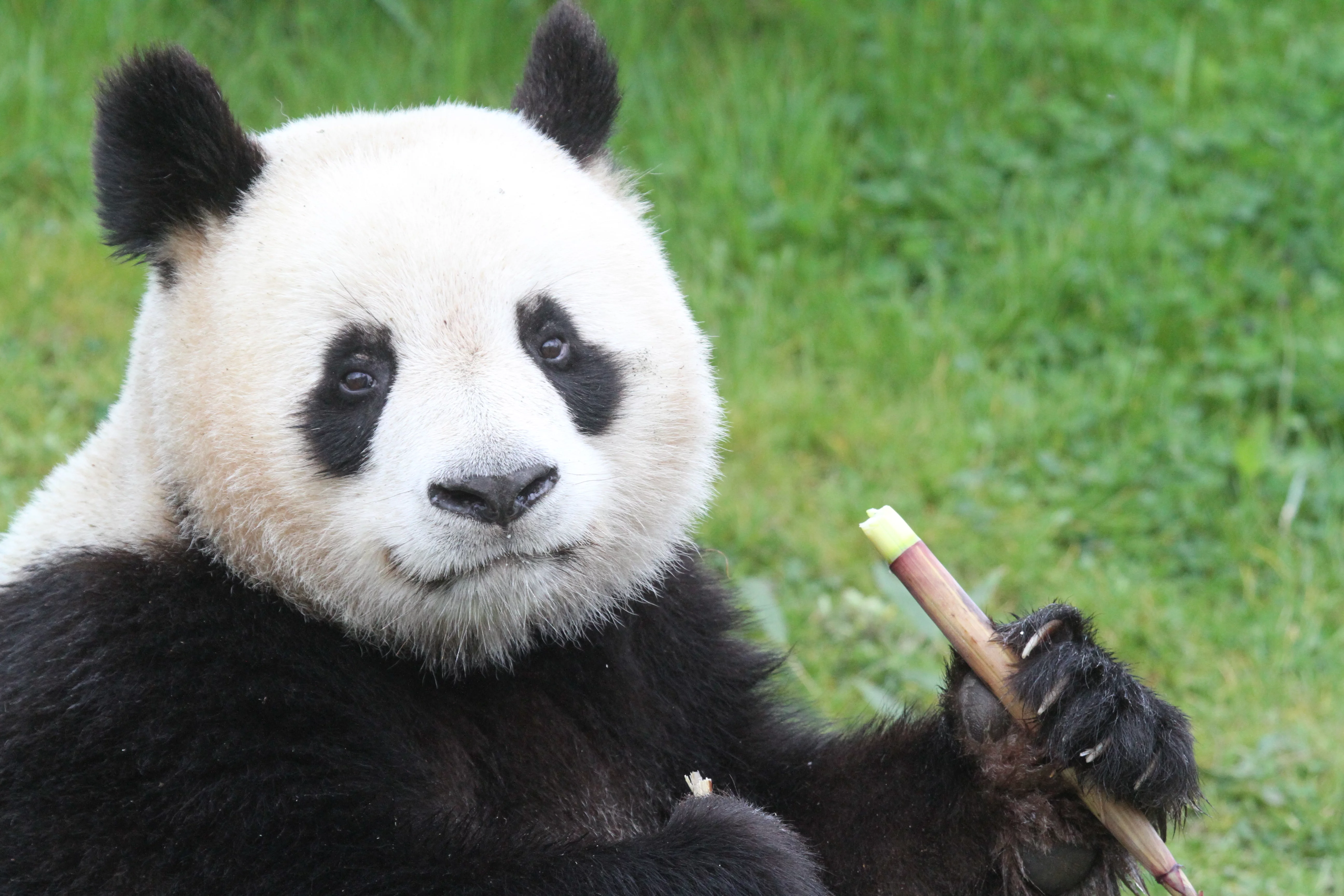 ZooParc de Beauval