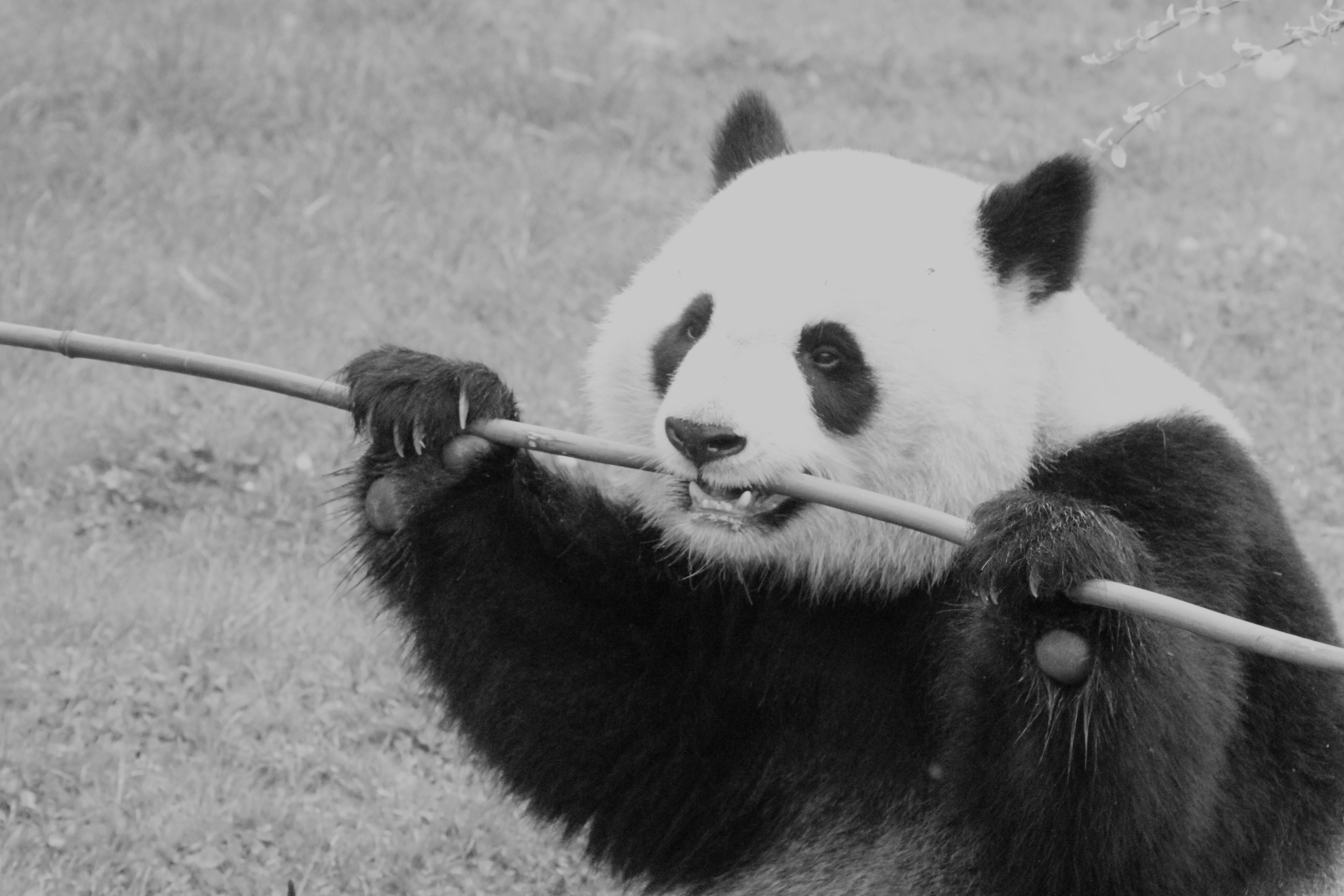 ZooParc de Beauval