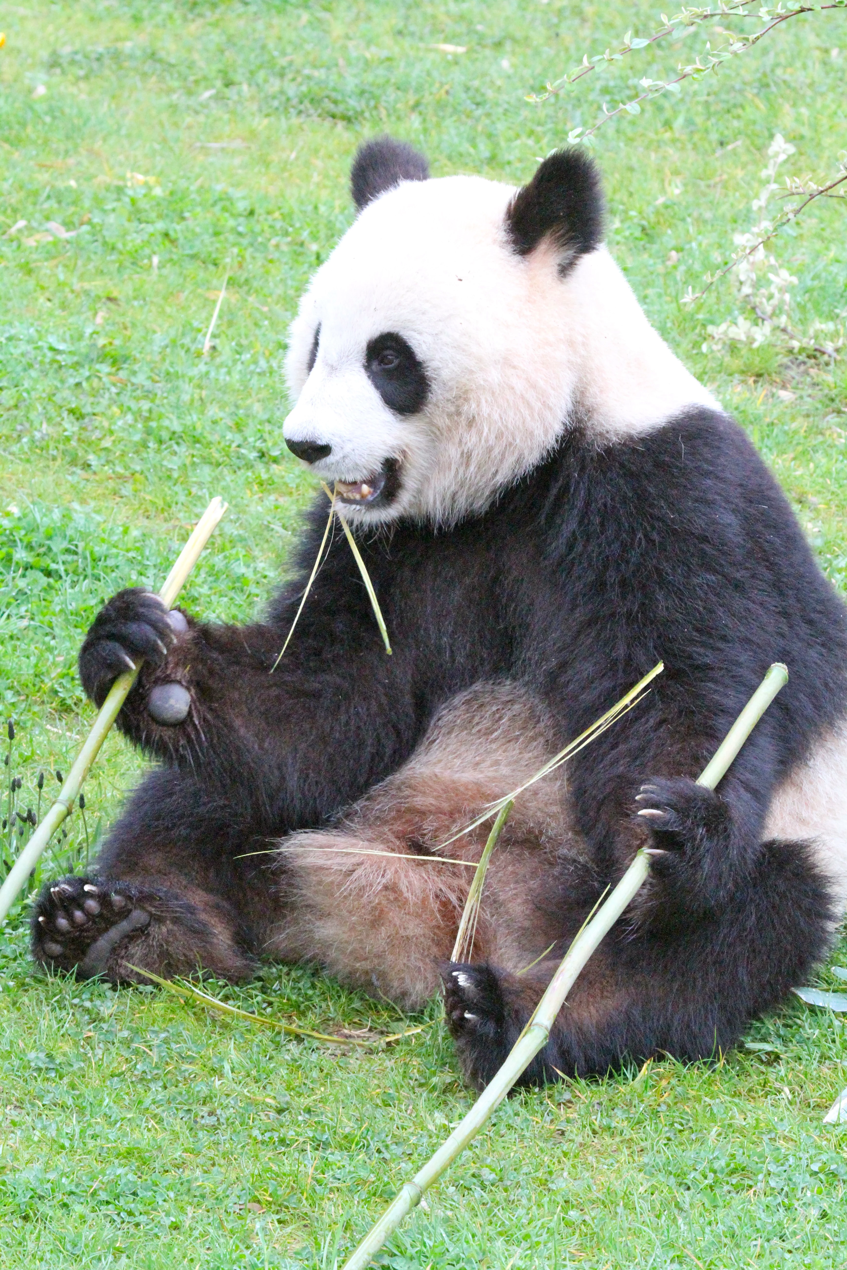 ZooParc de Beauval