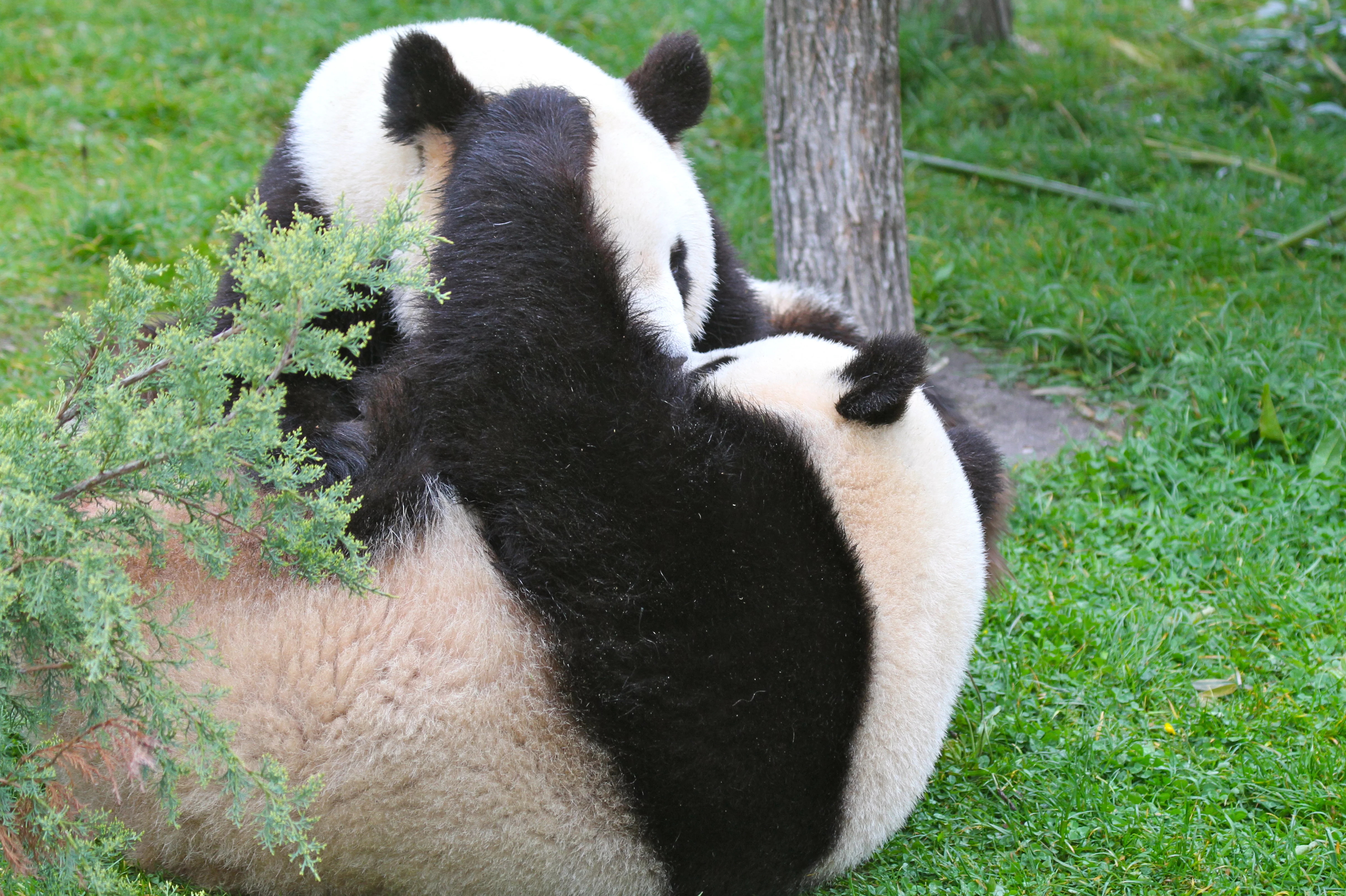 ZooParc de Beauval