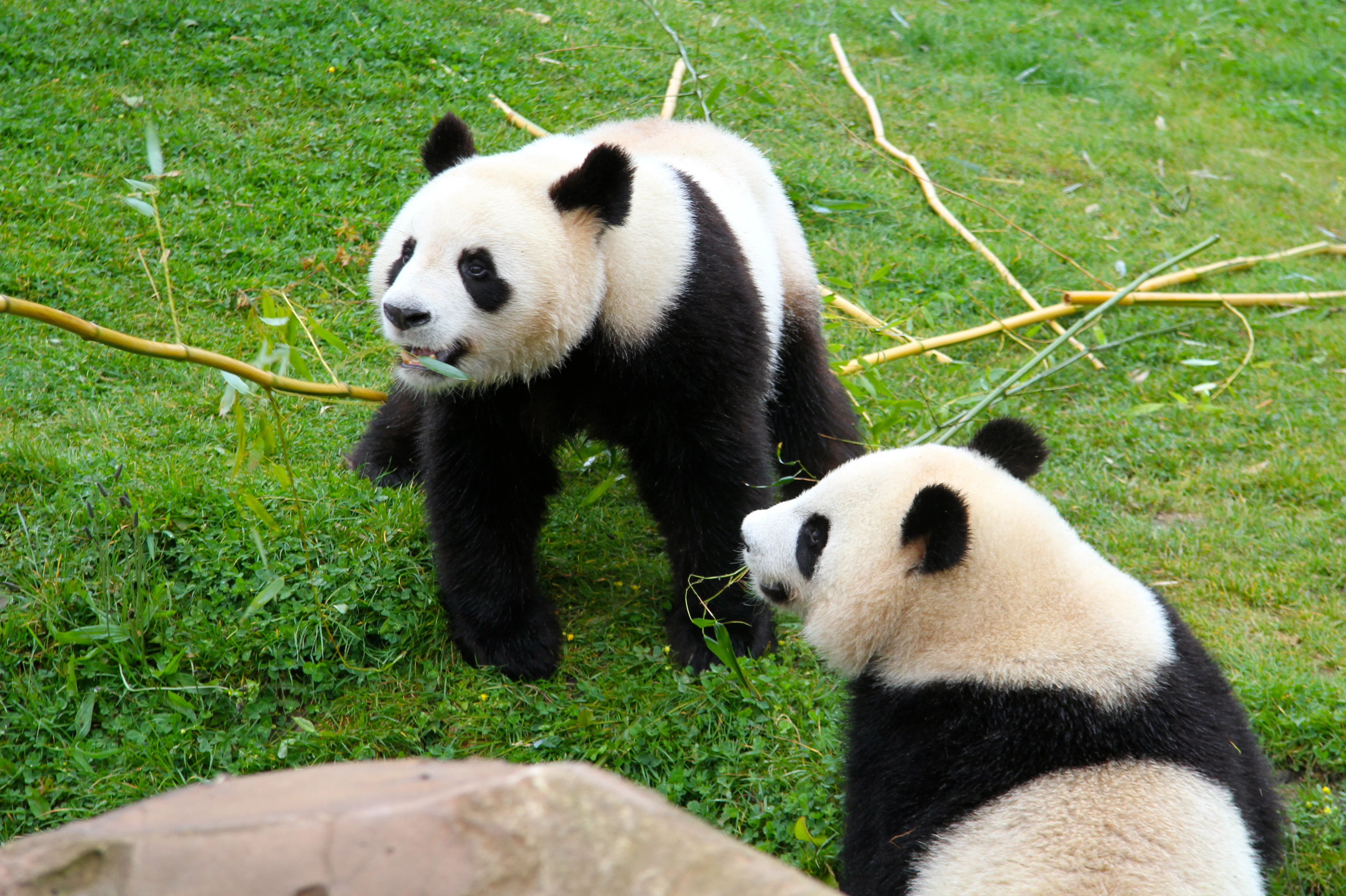 ZooParc de Beauval