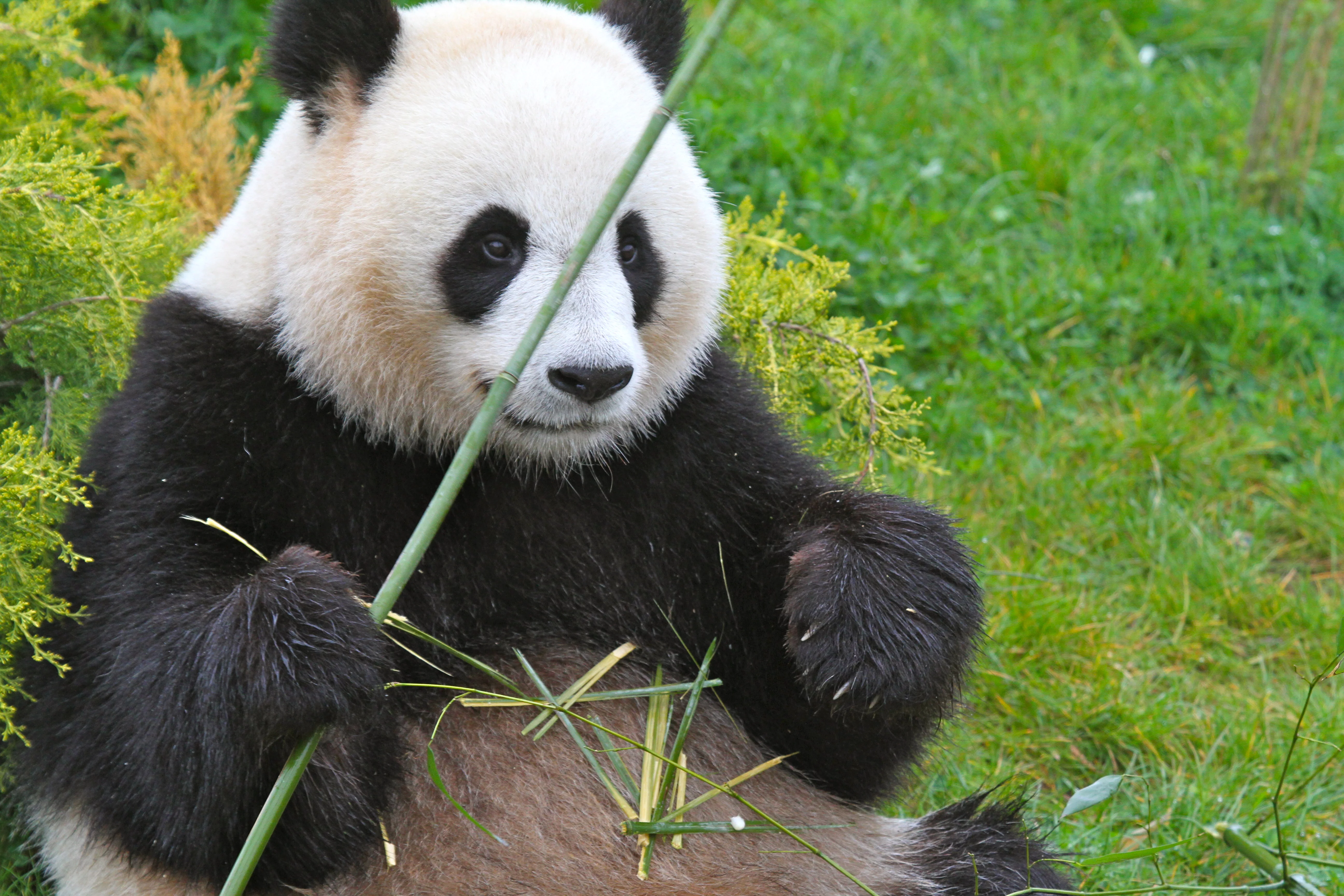 ZooParc de Beauval