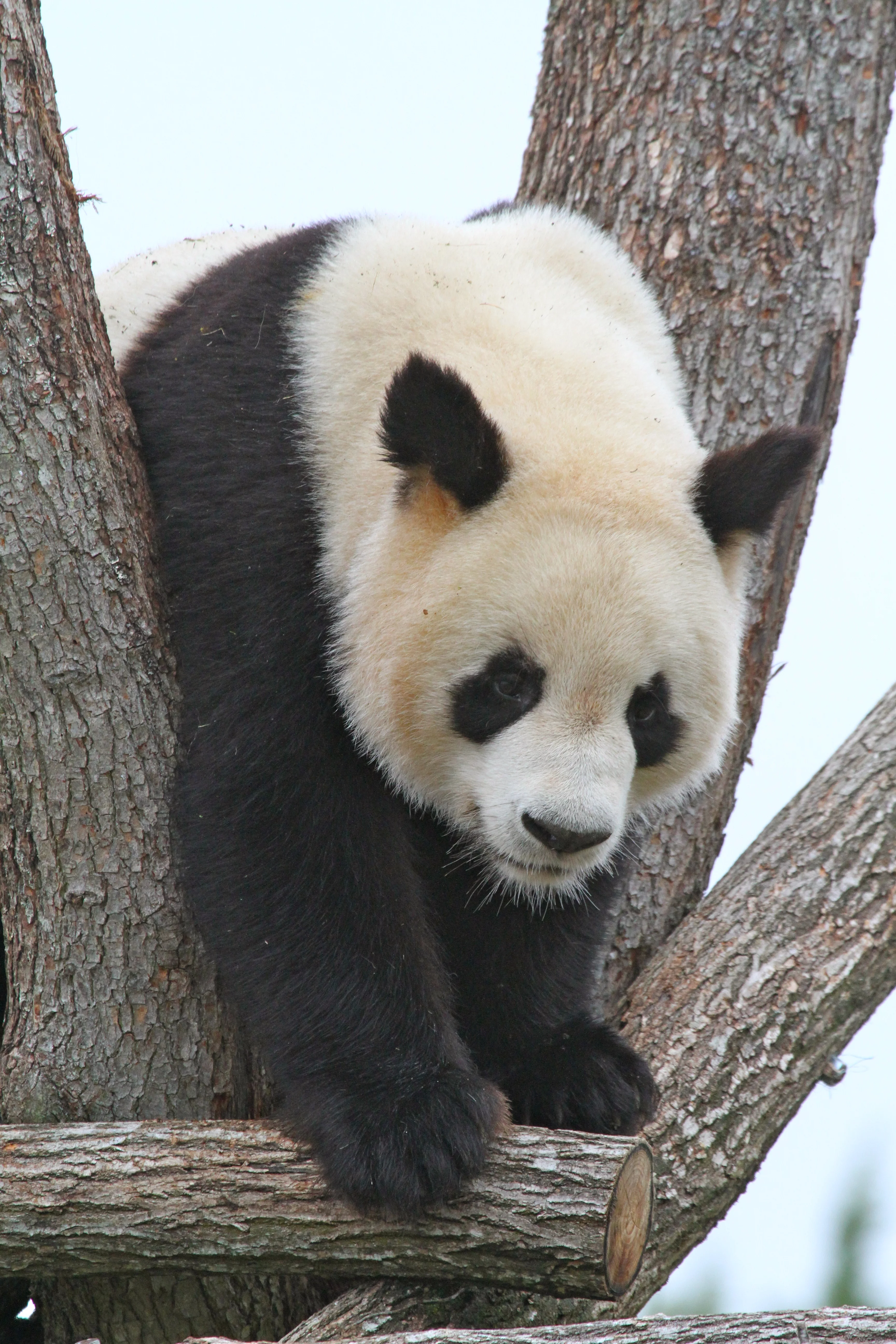 ZooParc de Beauval