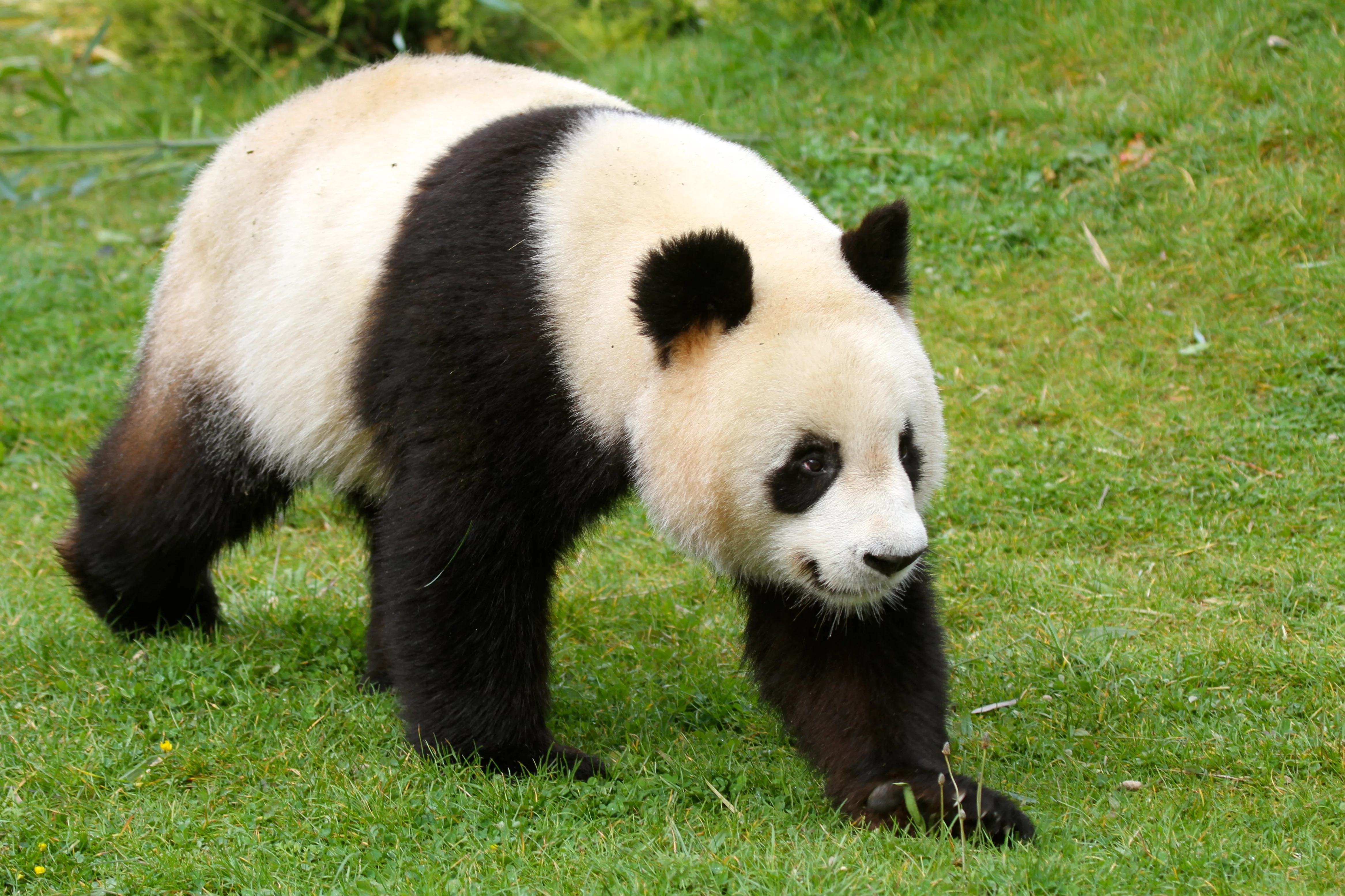 ZooParc de Beauval