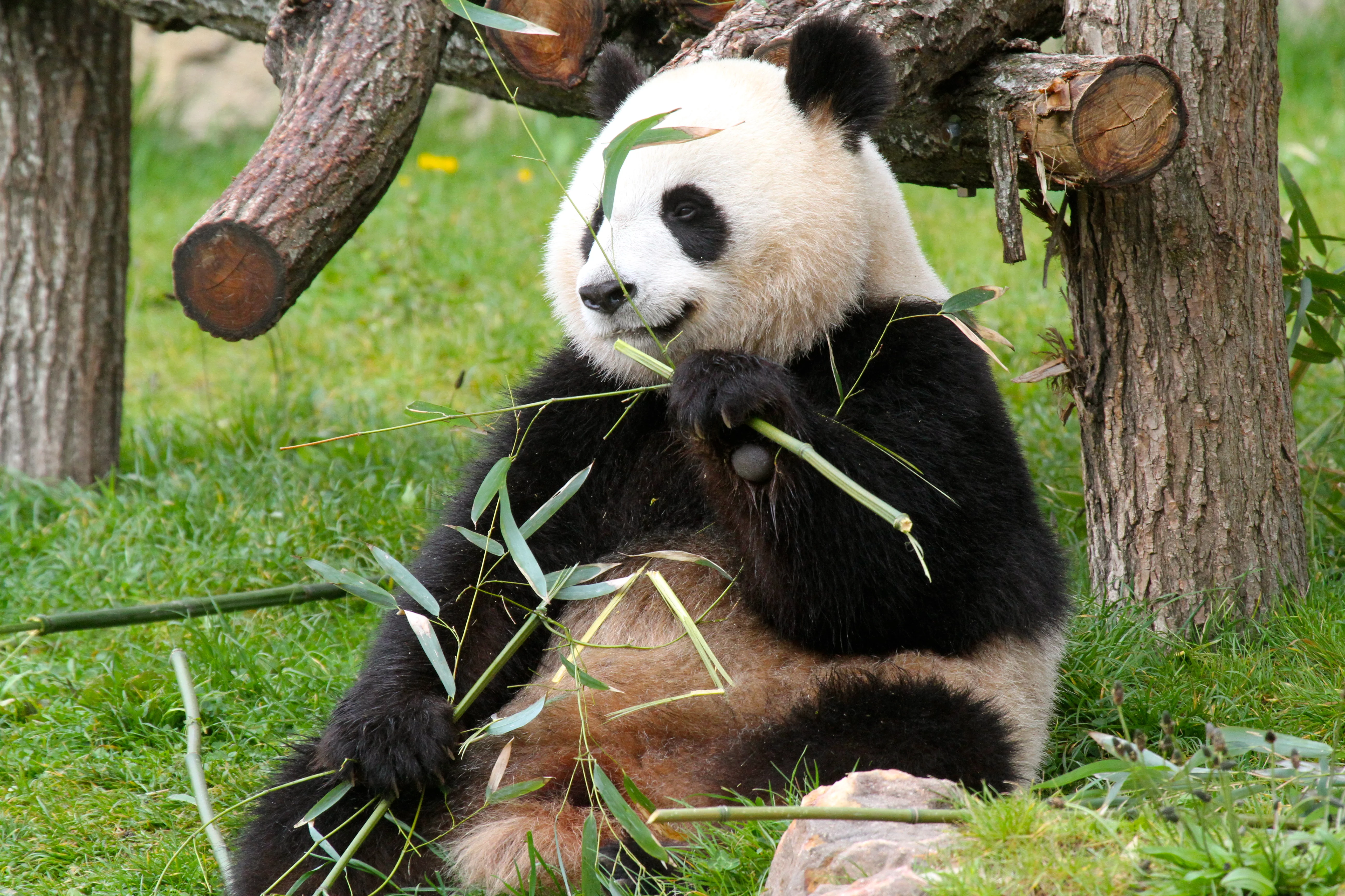 ZooParc de Beauval