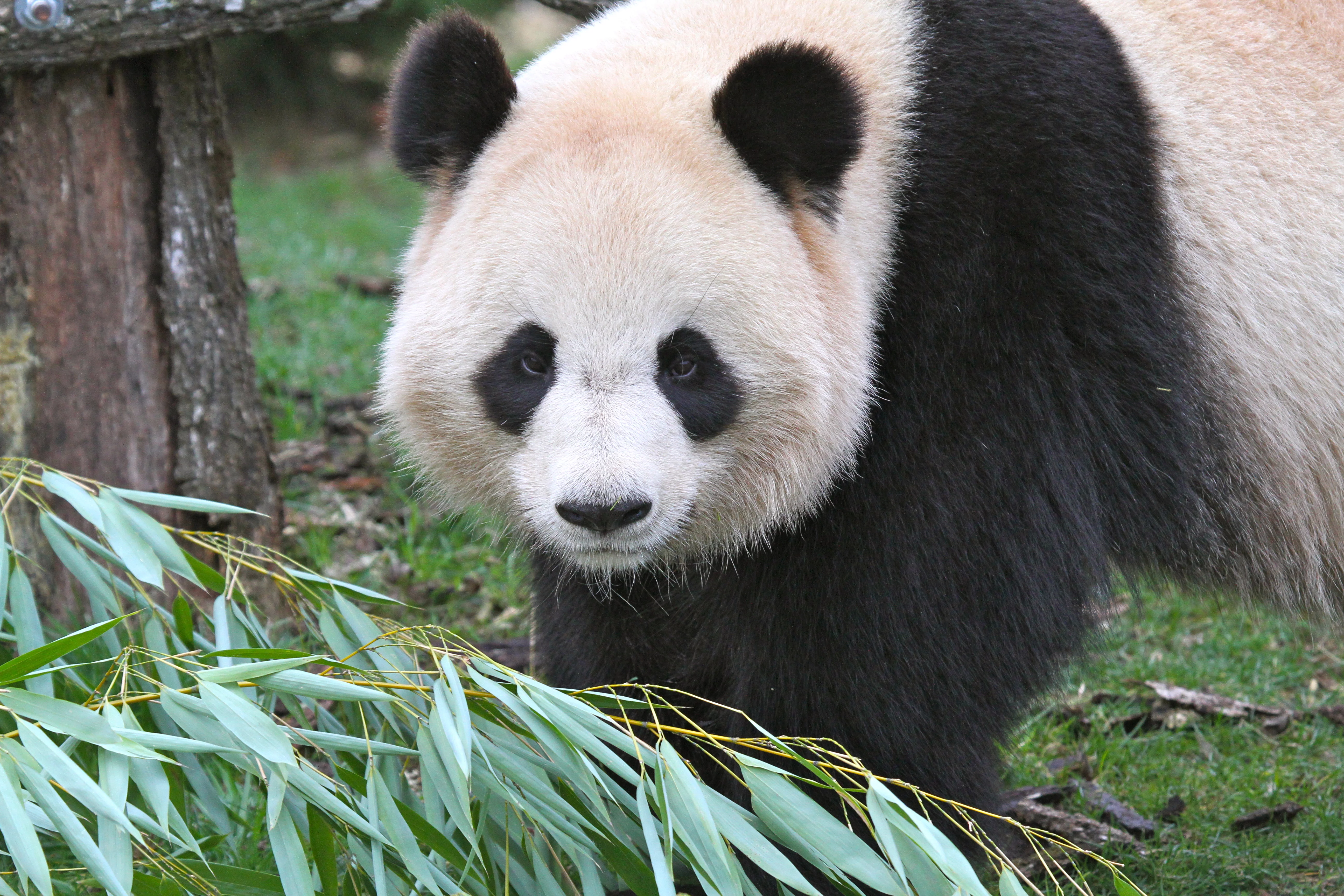 ZooParc de Beauval