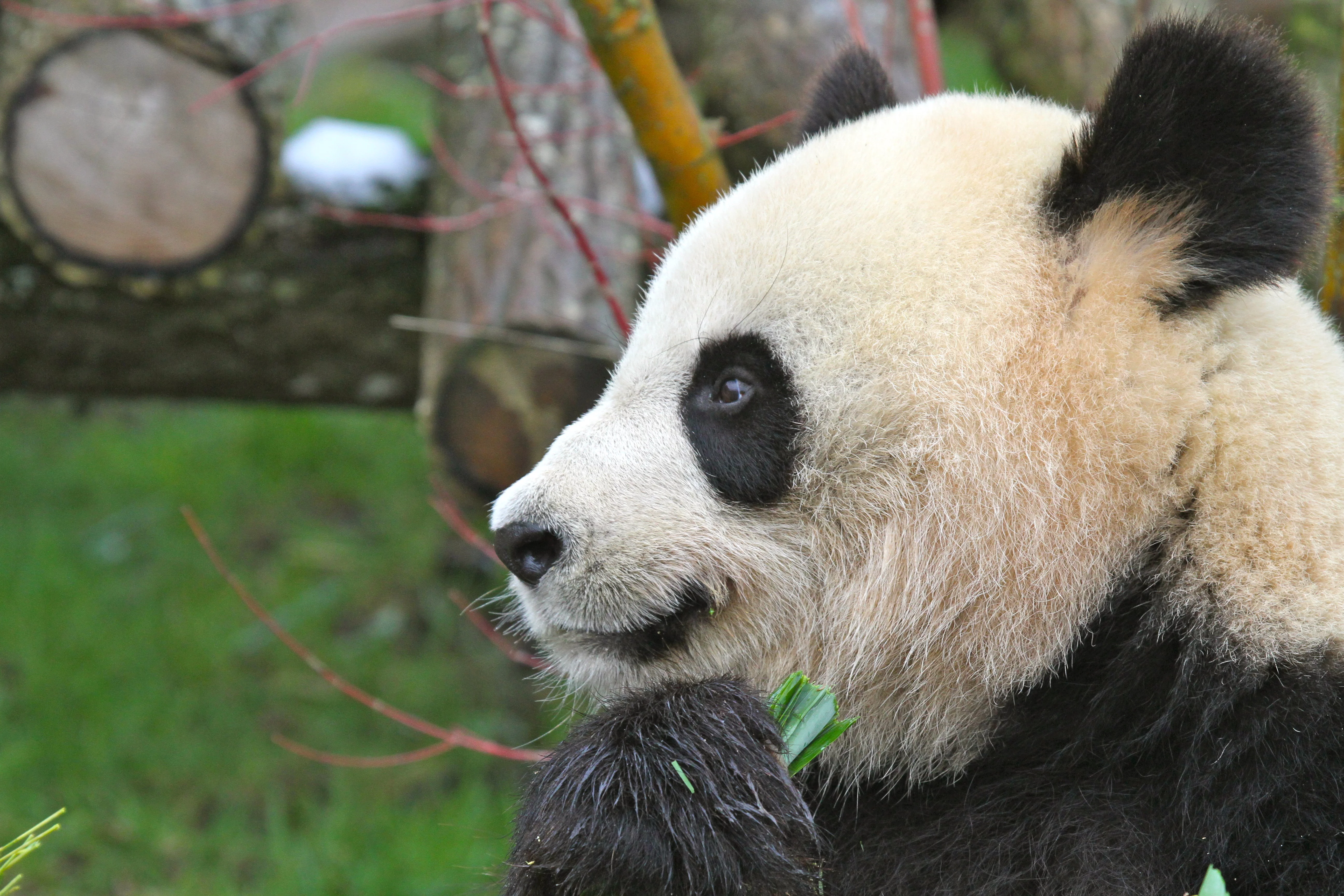 ZooParc de Beauval