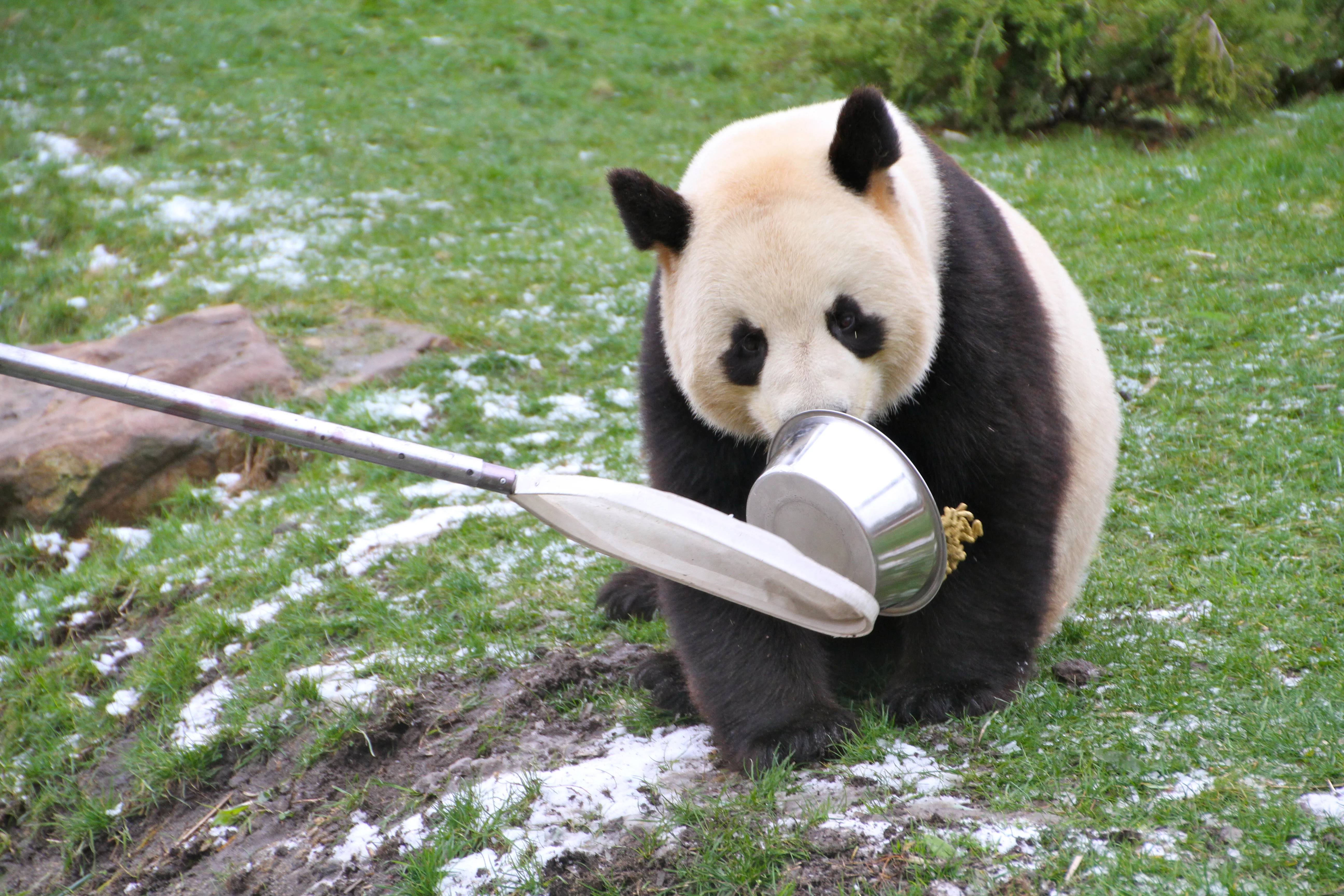 ZooParc de Beauval