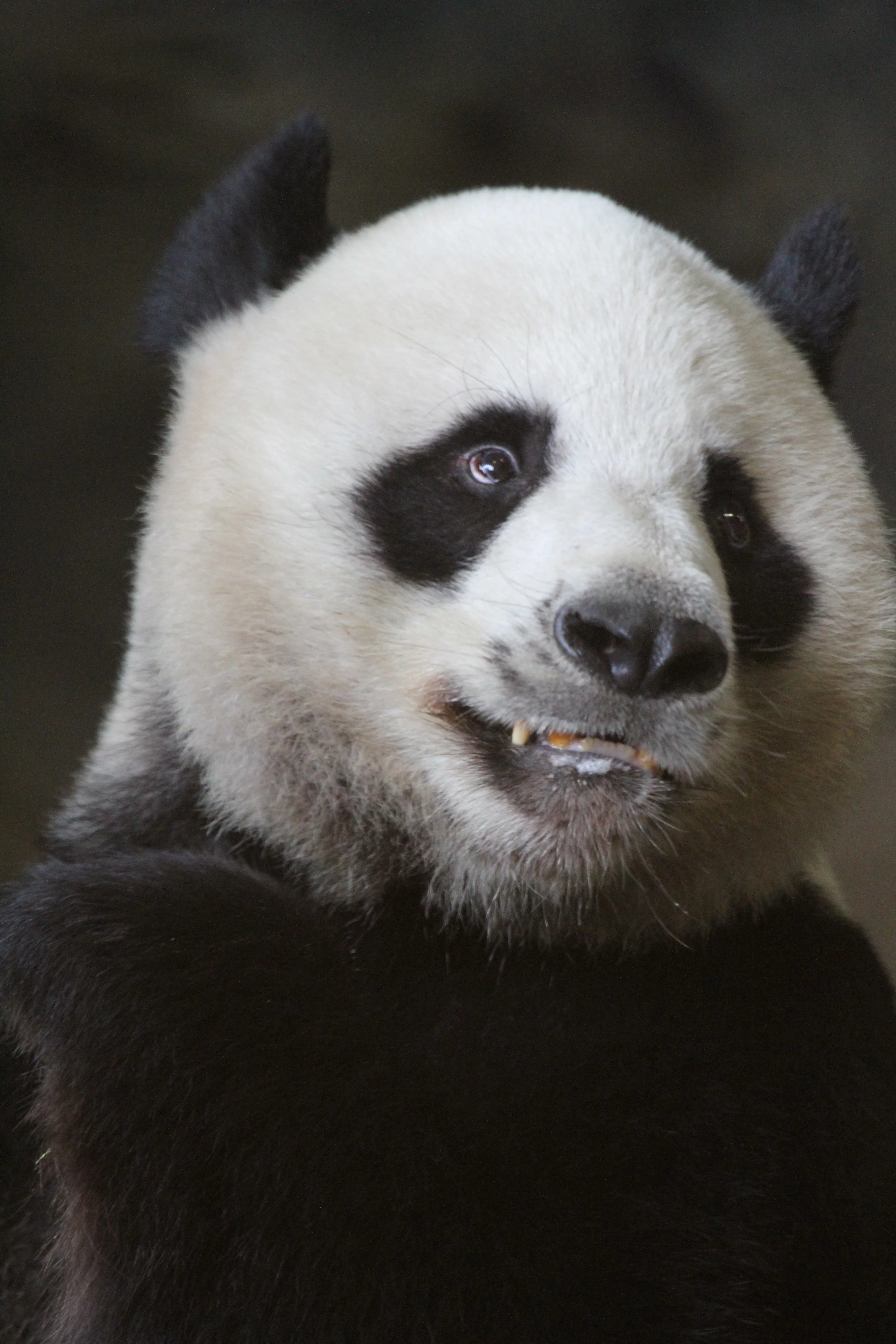 Chiang Mai Zoo