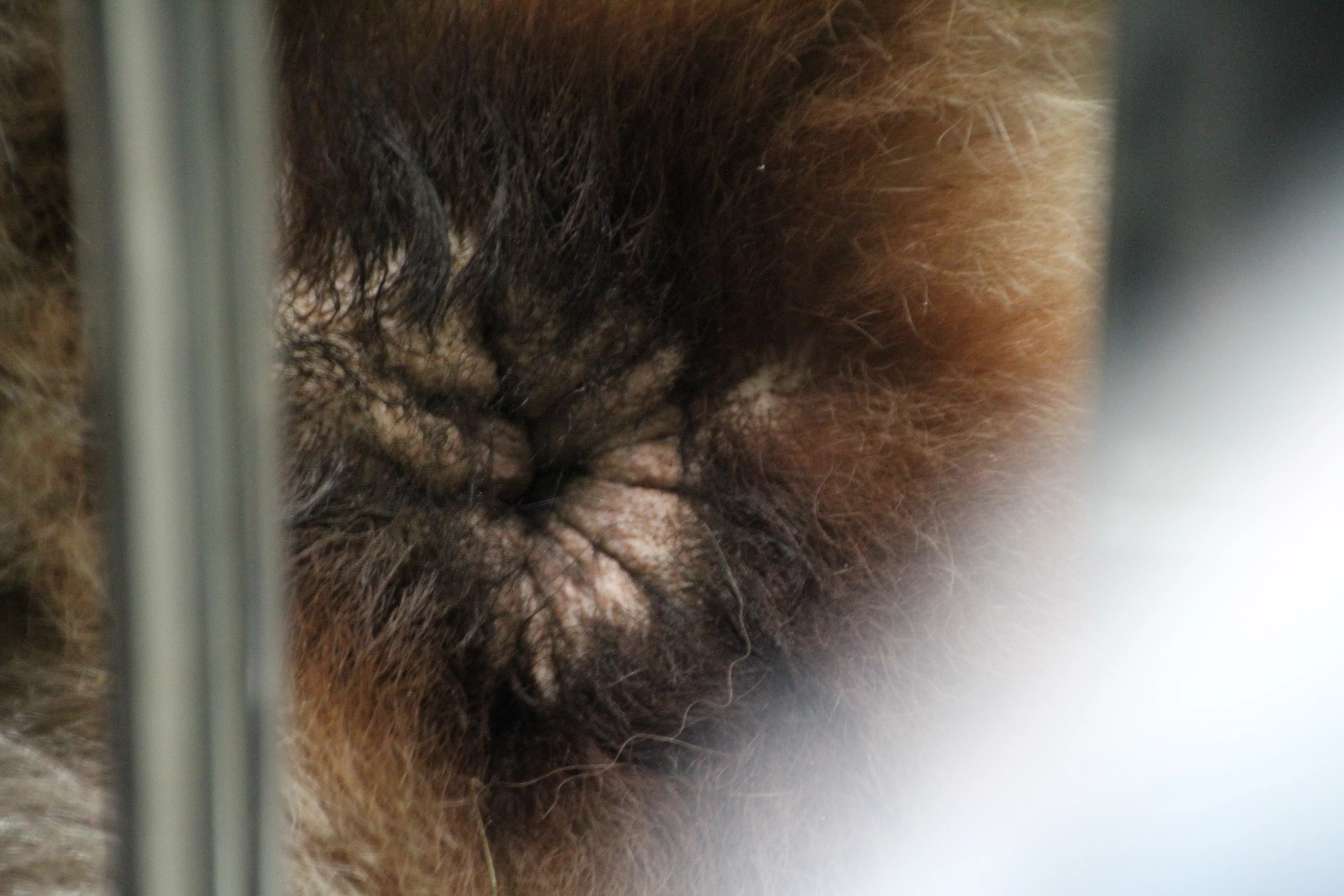 Chiang Mai Zoo