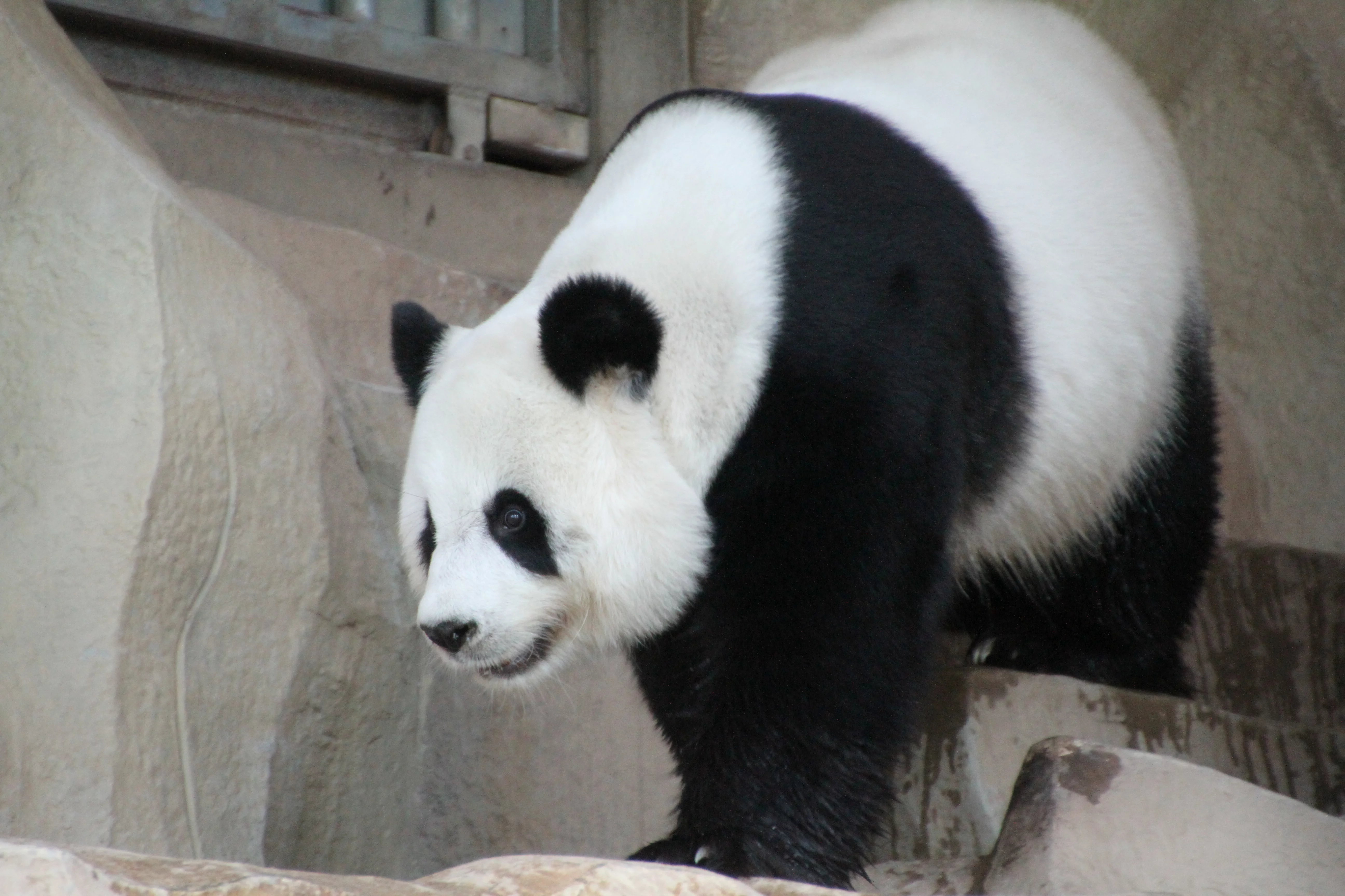 Chiang Mai Zoo