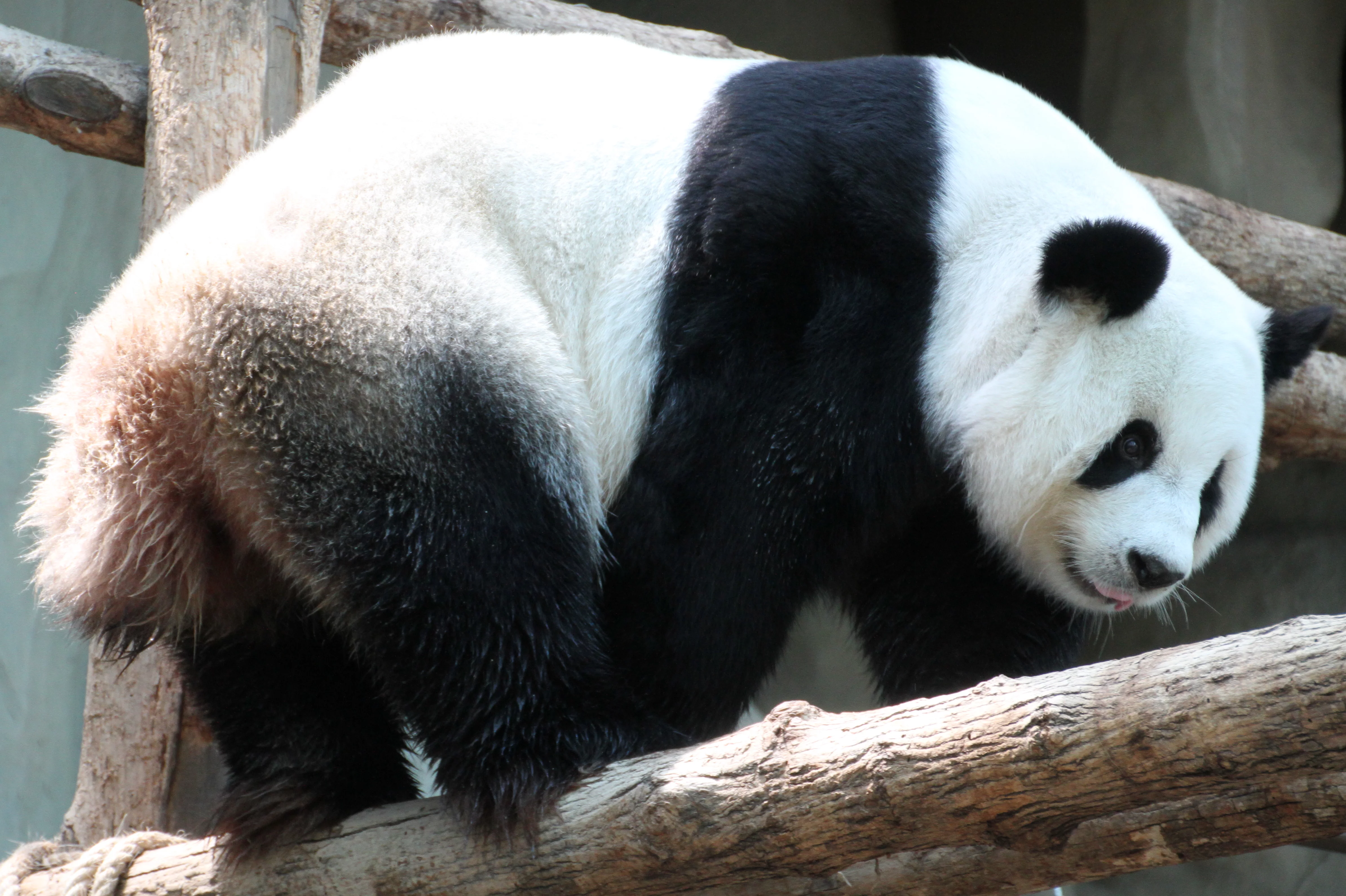 Chiang Mai Zoo