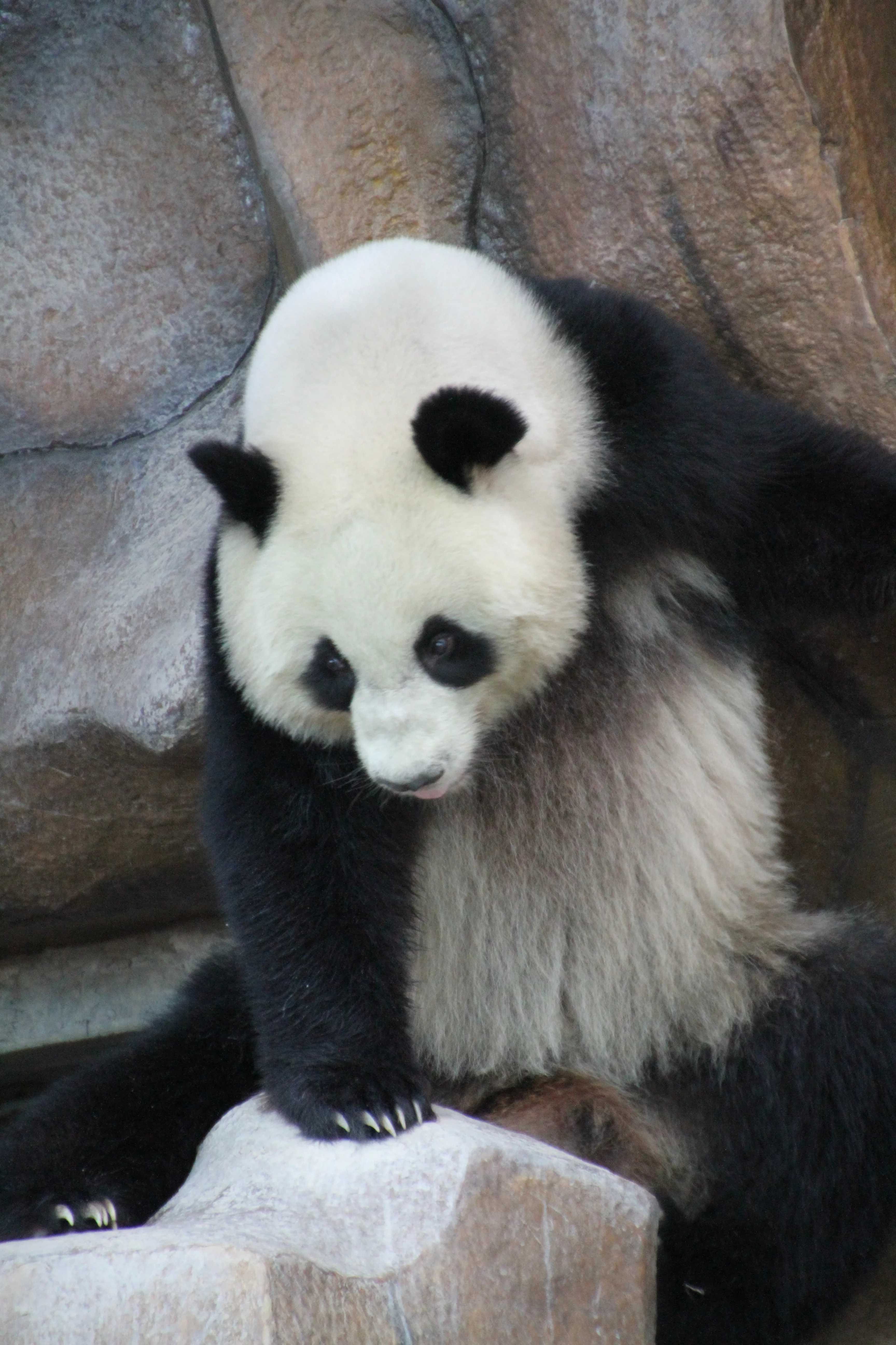Chiang Mai Zoo