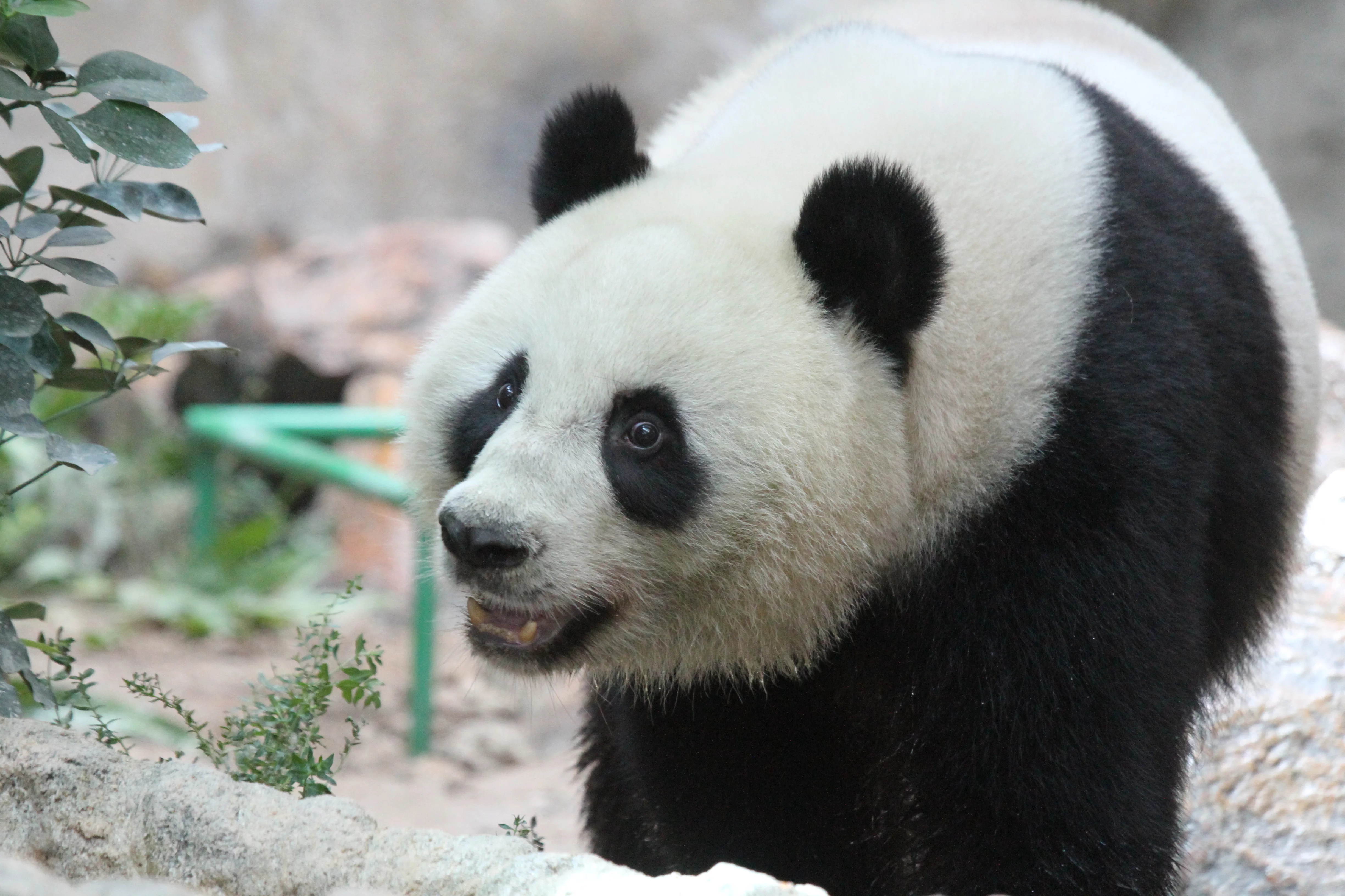 Chiang Mai Zoo