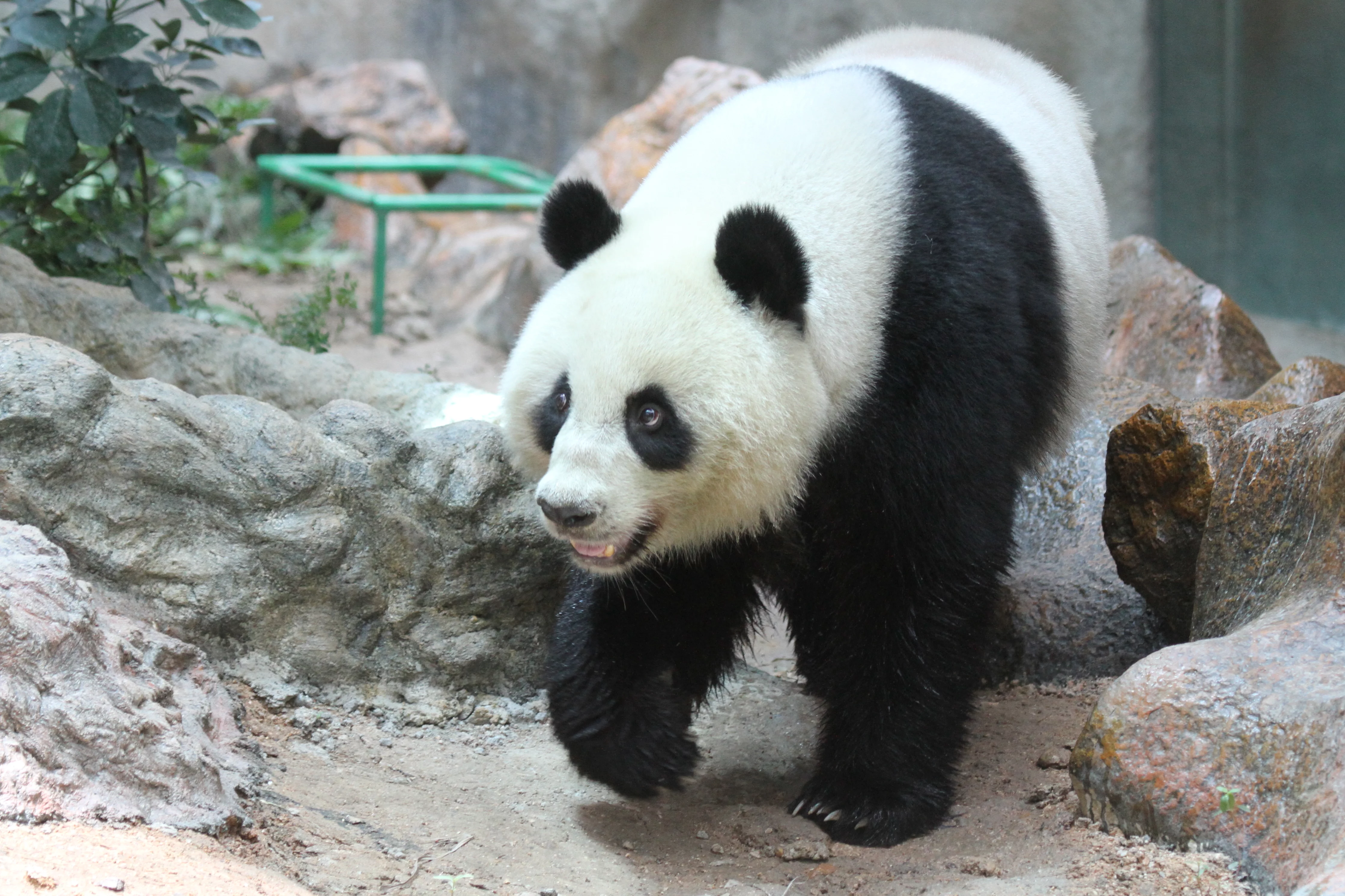 Chiang Mai Zoo