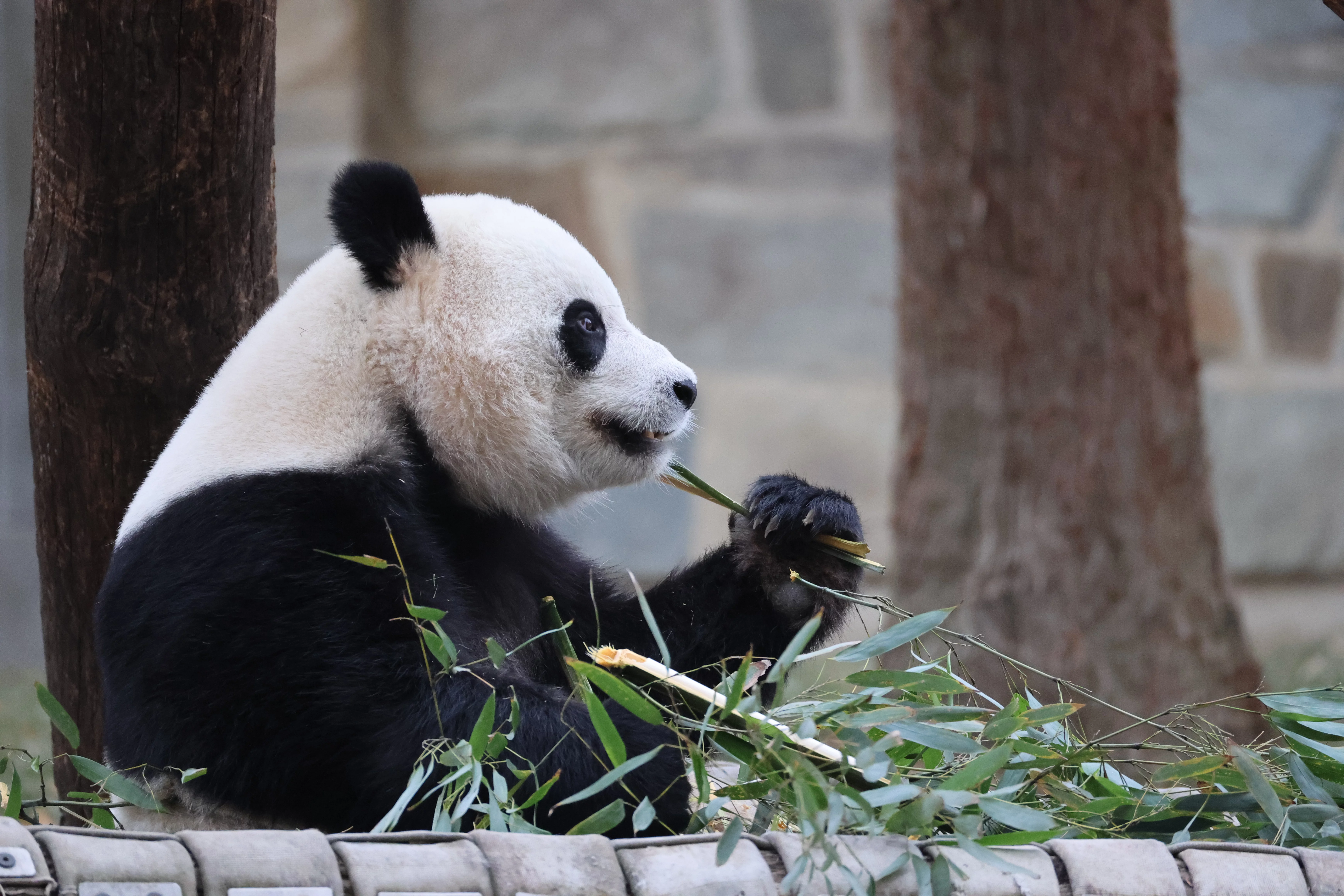 Smithsonian's National Zoo