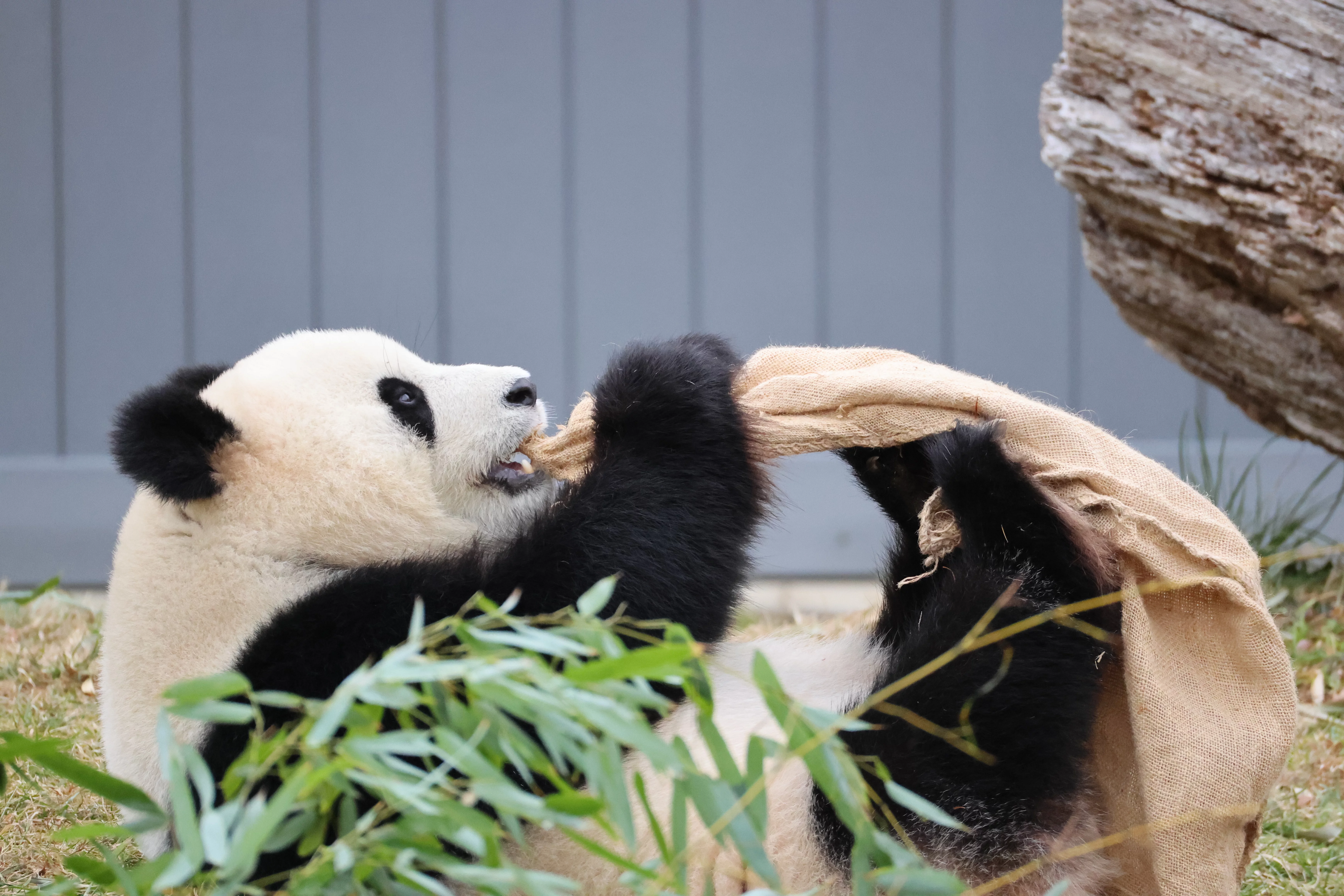Smithsonian's National Zoo