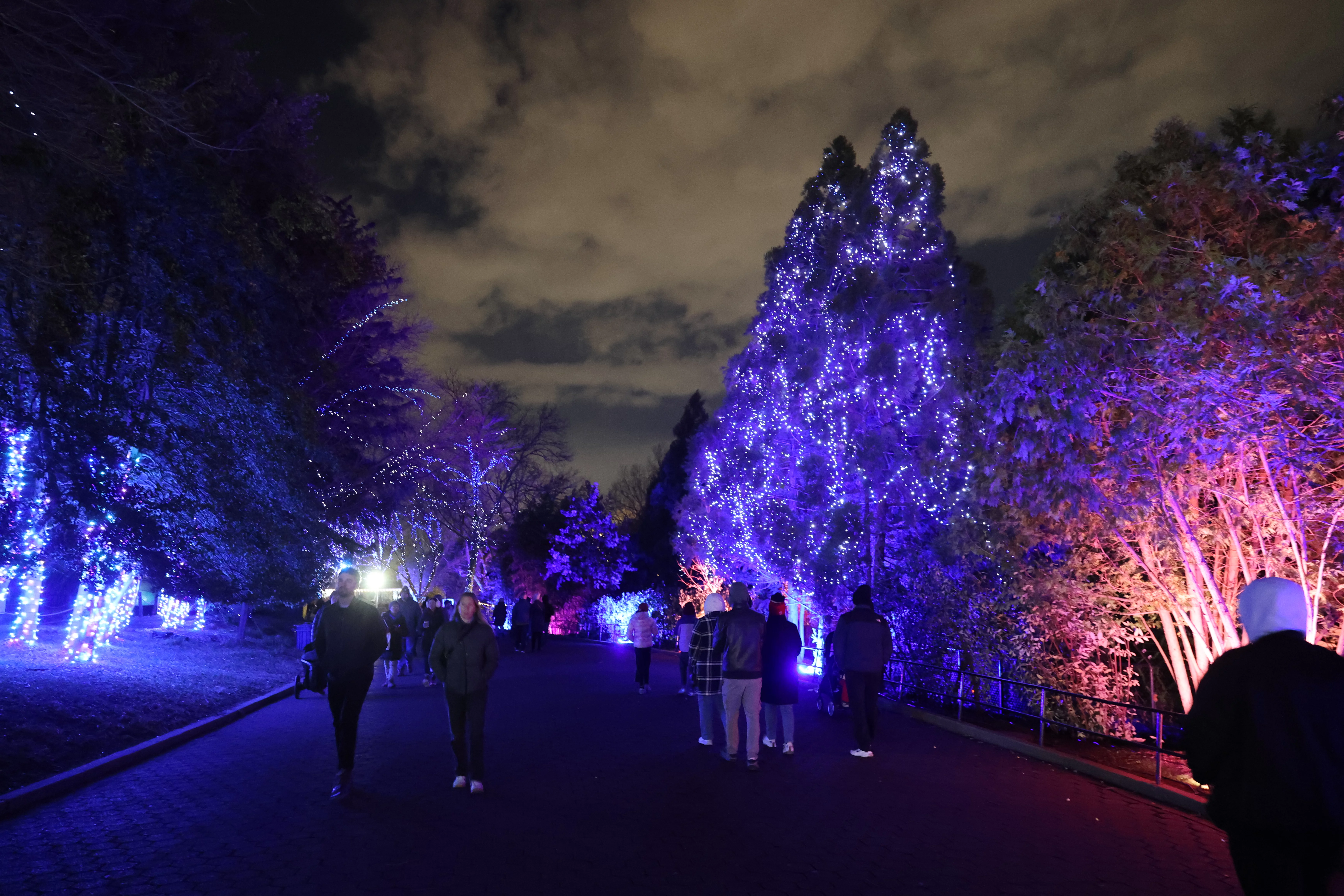 Zoo Lights