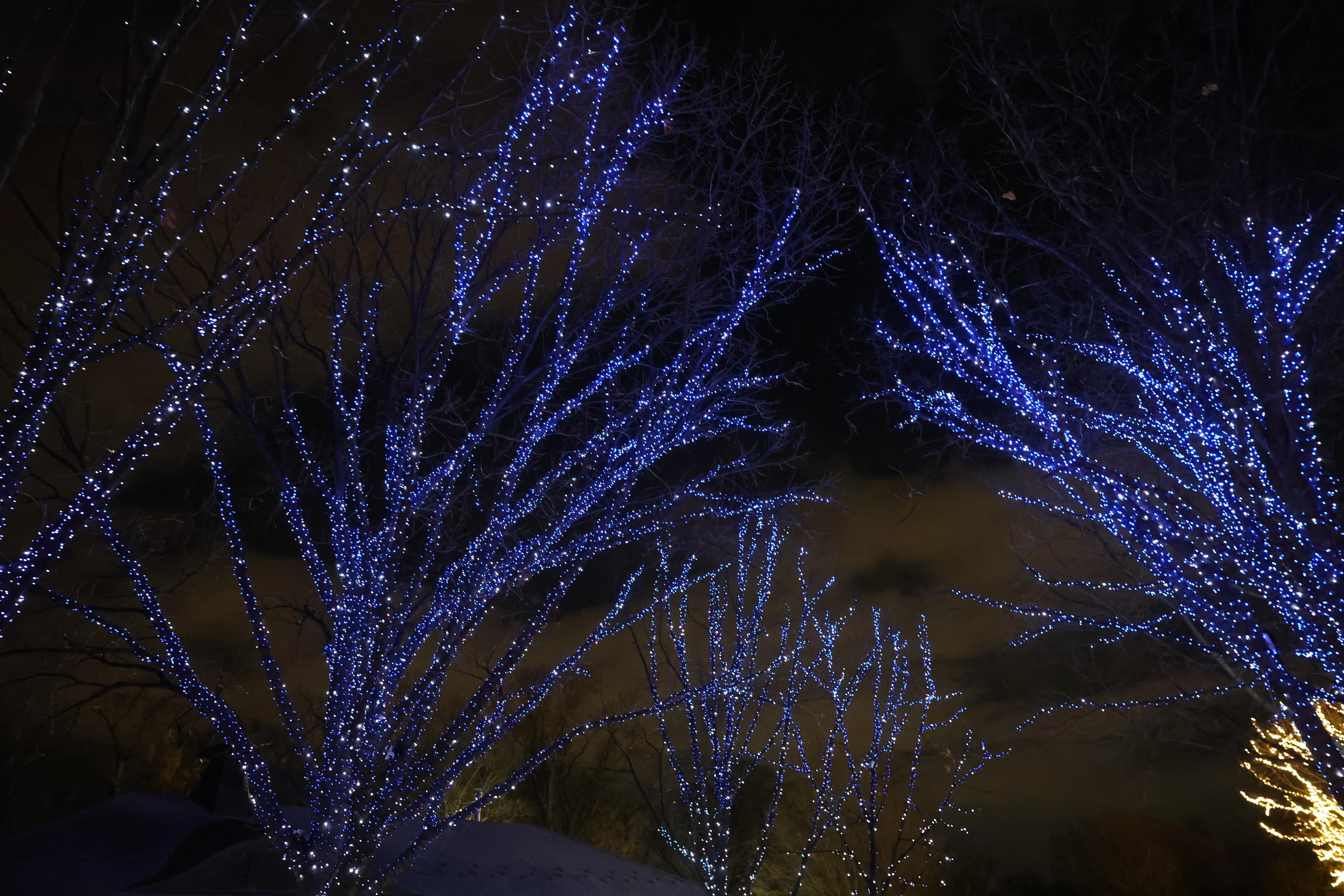 Zoo Lights