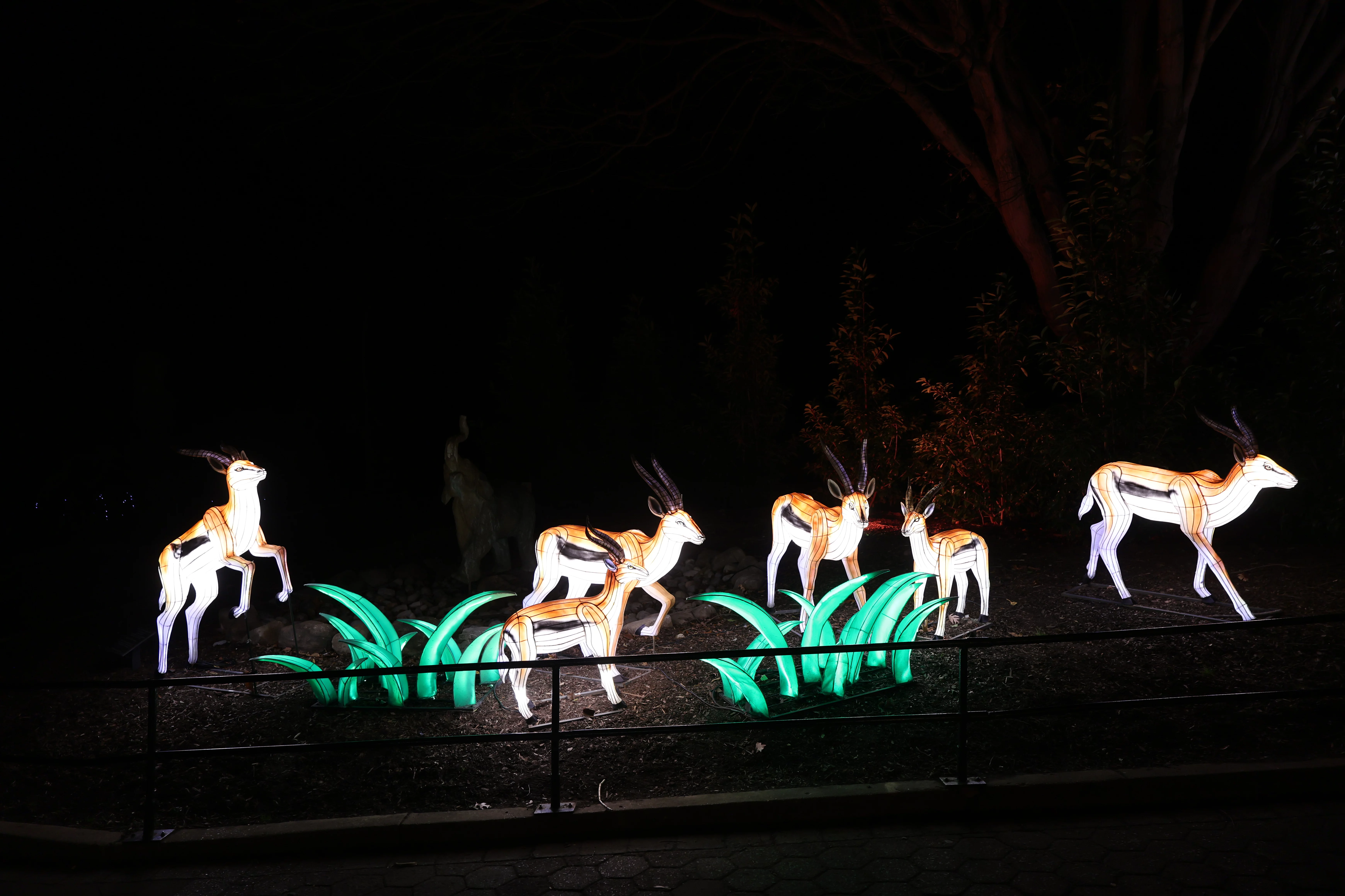 Zoo Lights