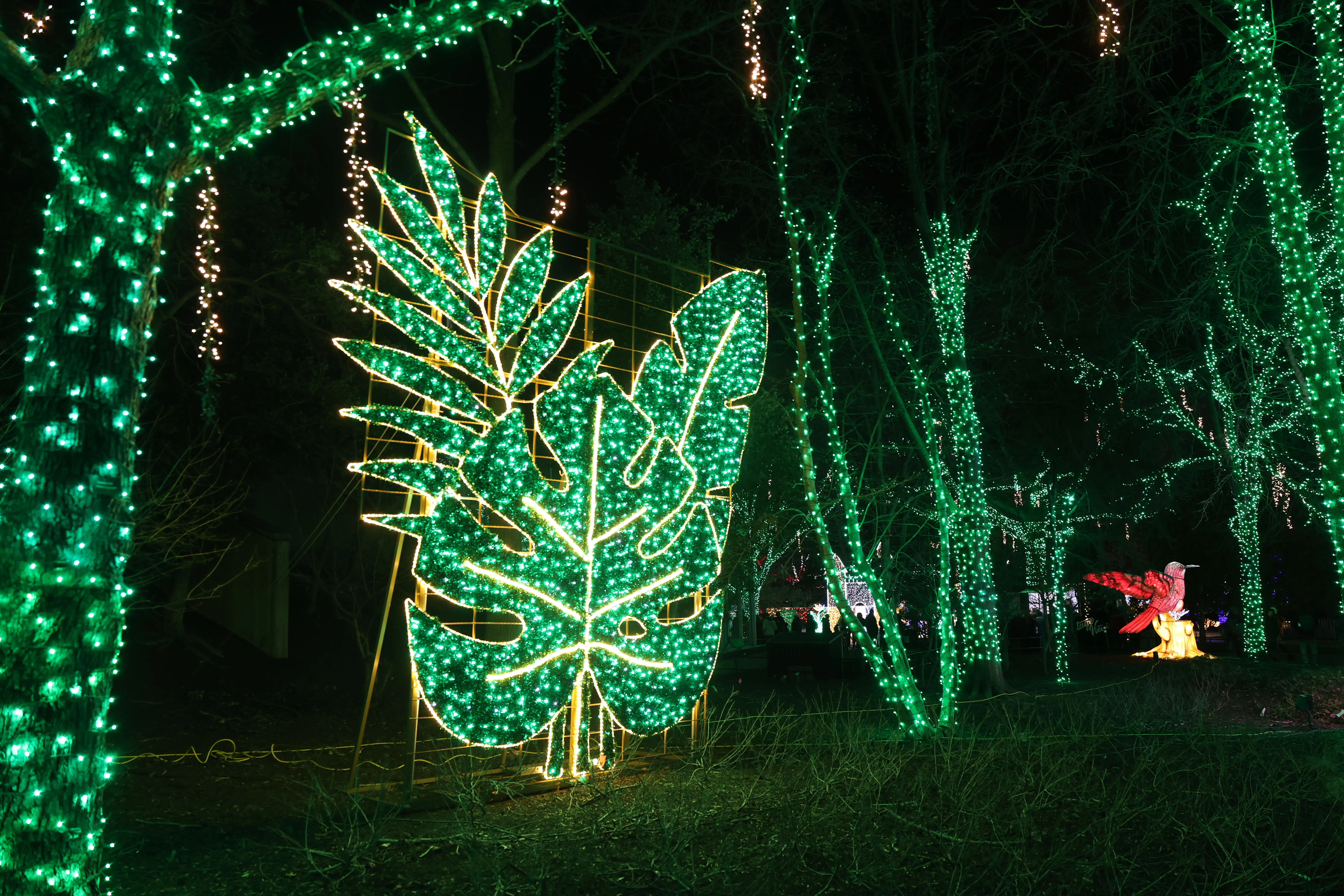 Zoo Lights