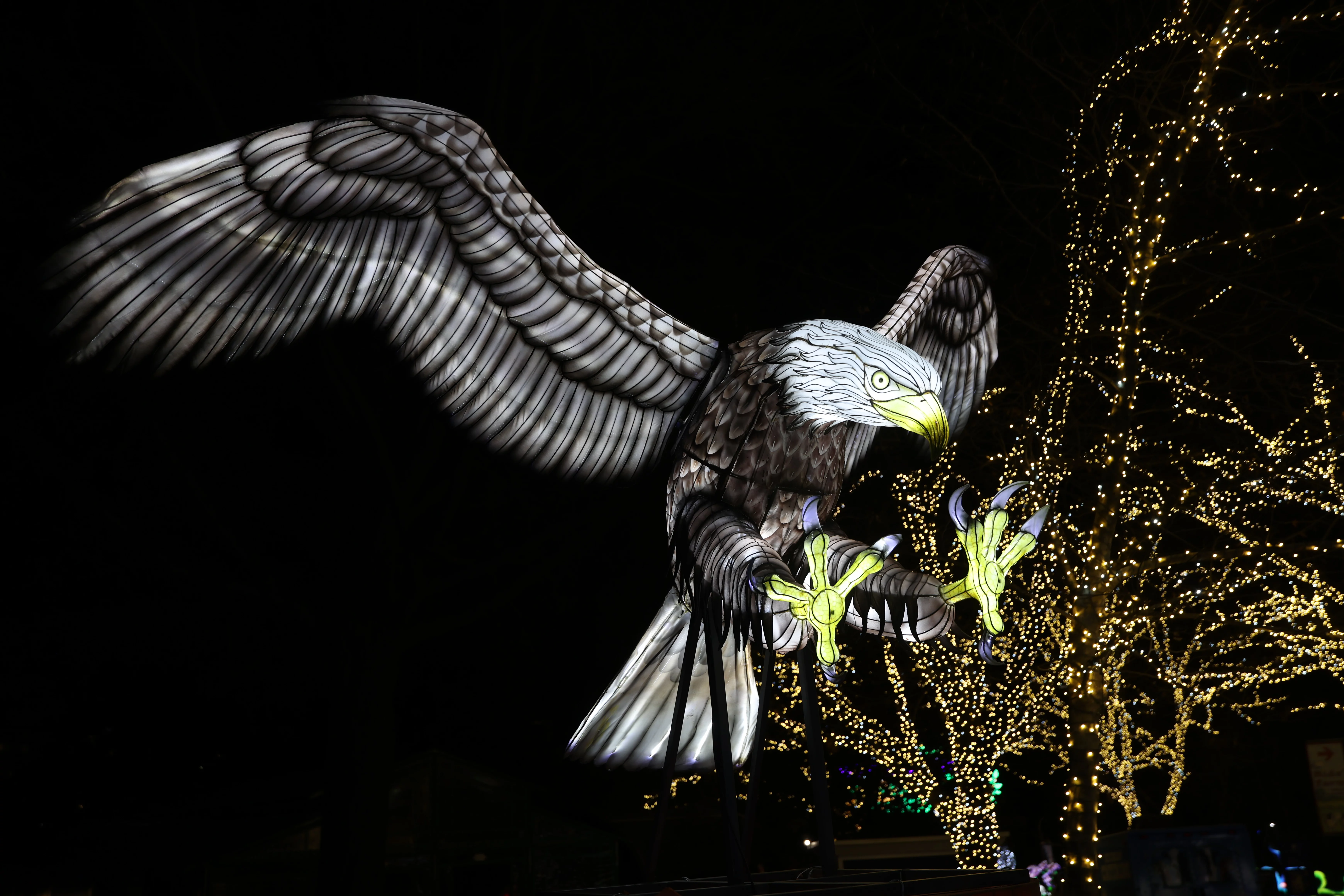 Zoo Lights