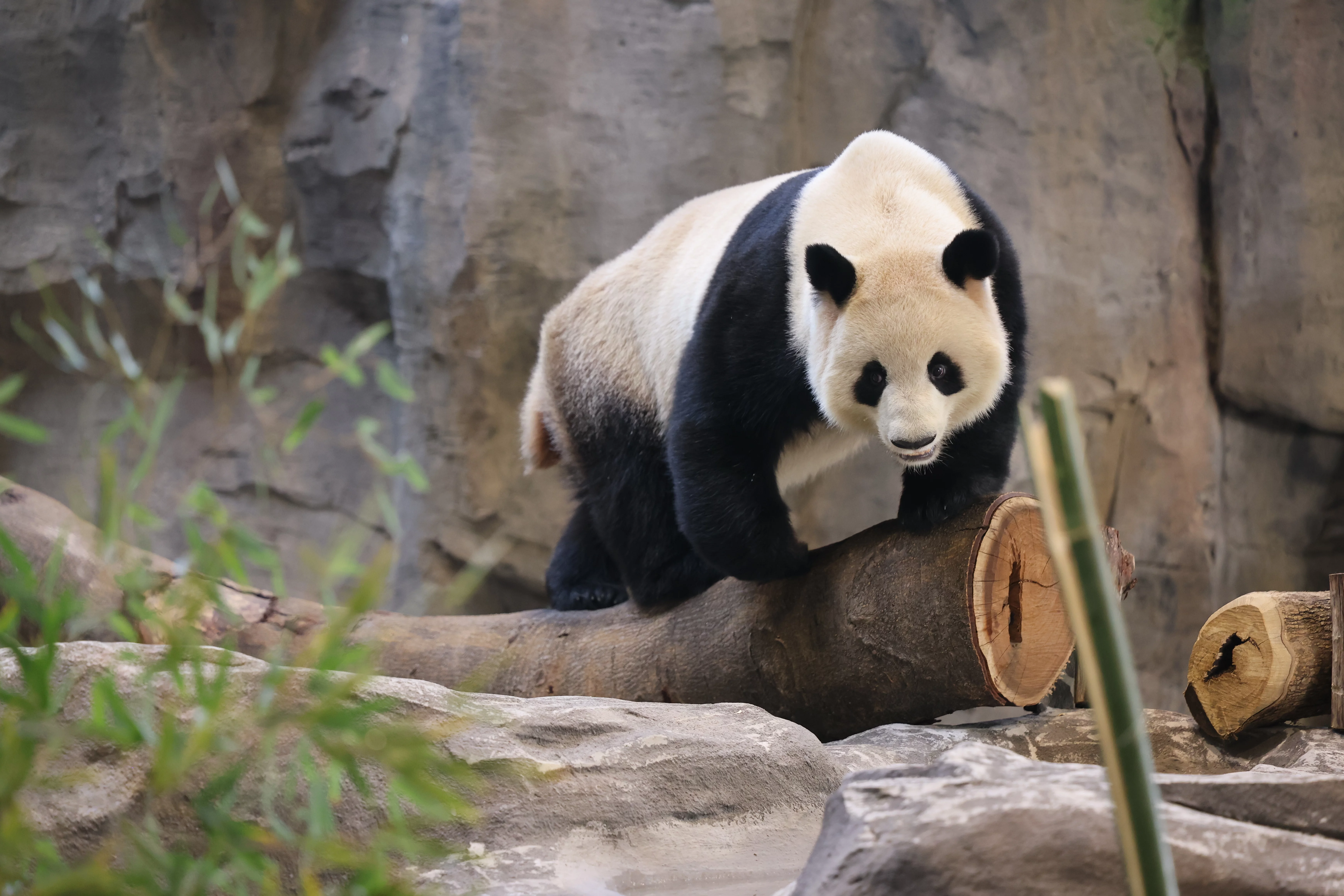 Fuzhou Panda World