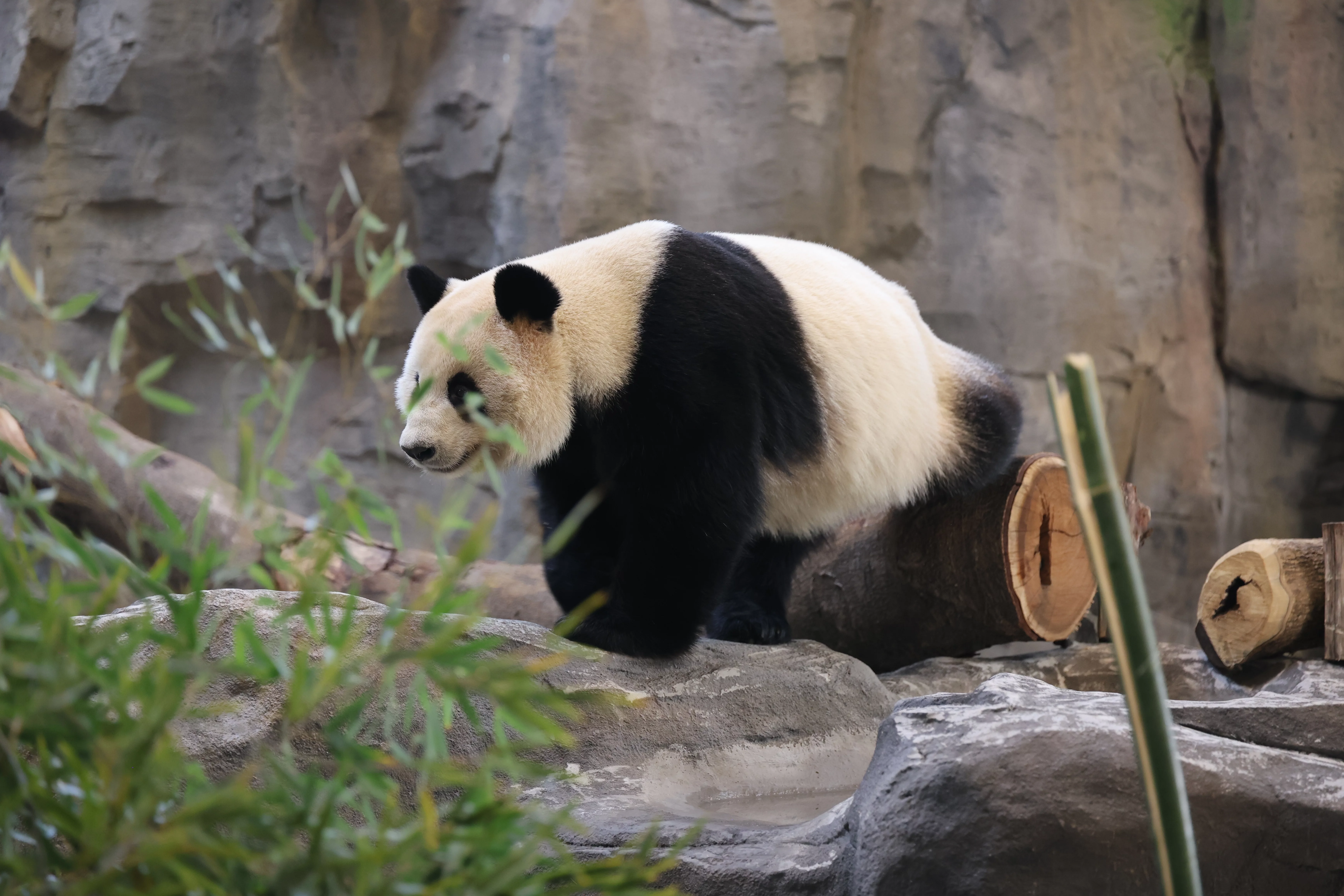 Fuzhou Panda World