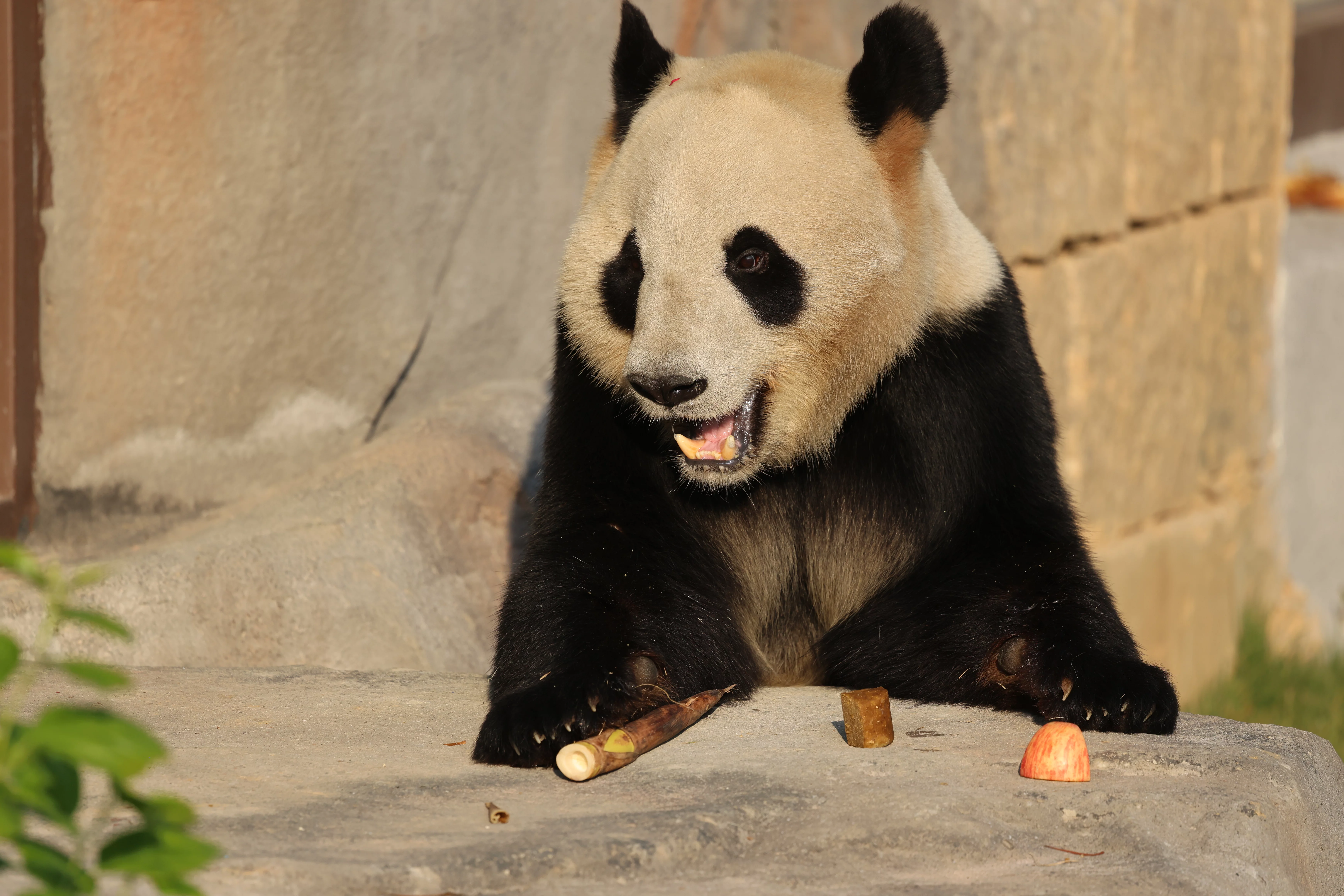 Fuzhou Panda World