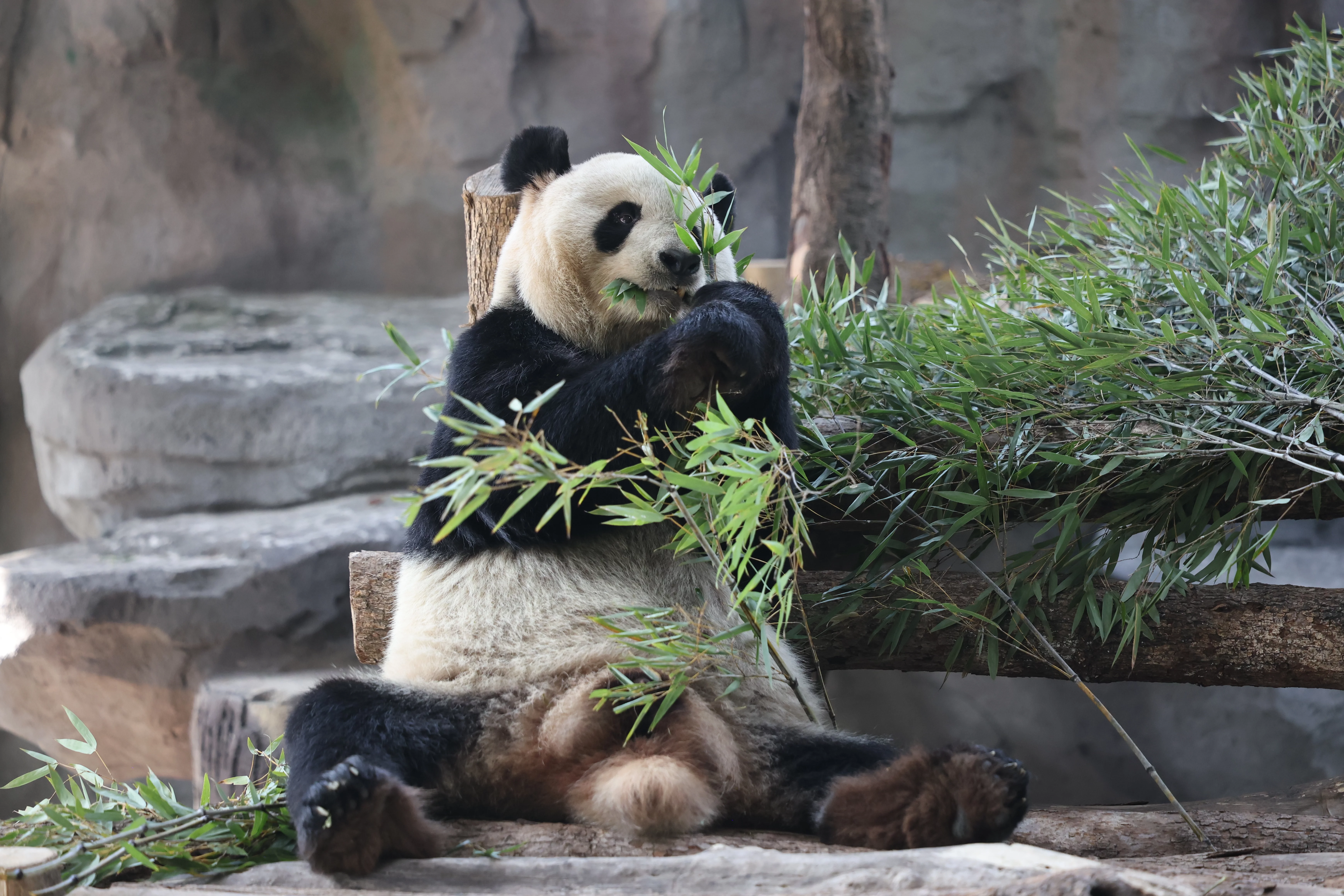 Fuzhou Panda World